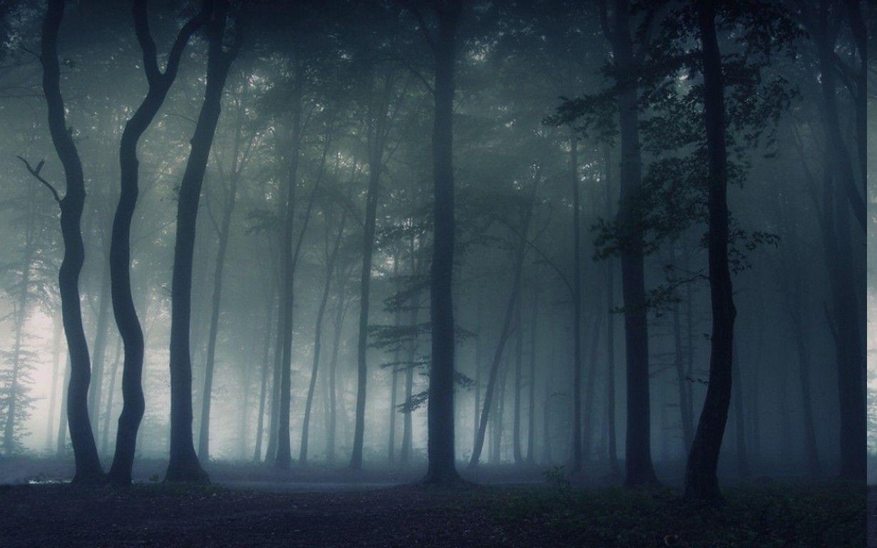 nature landscape mist dark forest morning trees wallpaper and background