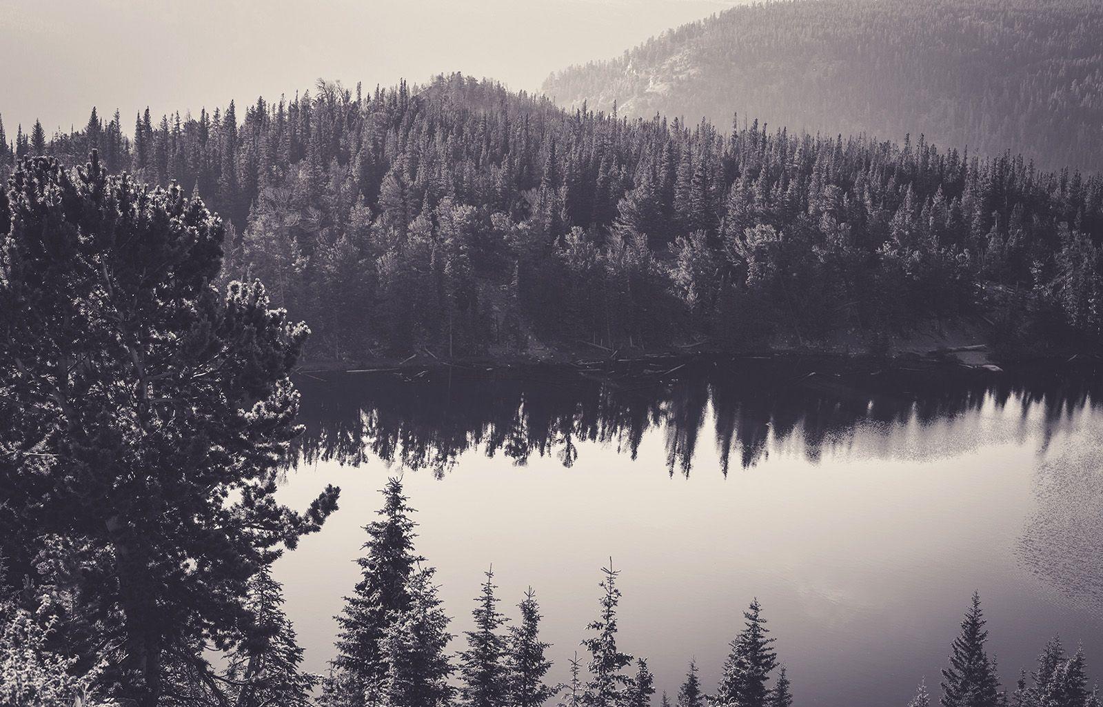 Sea Black And White Nature Forest Monochrome Wallpaper