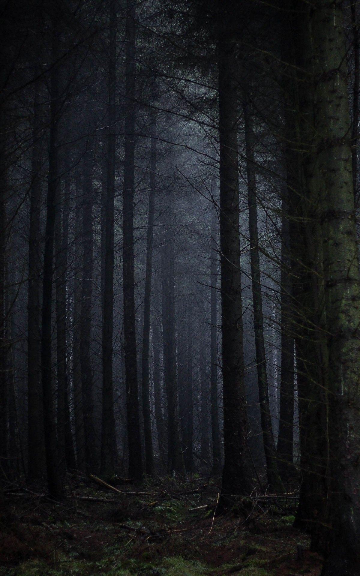 Download 1200x1920 Dark Forest, Fog, Scary, Trees Wallpaper