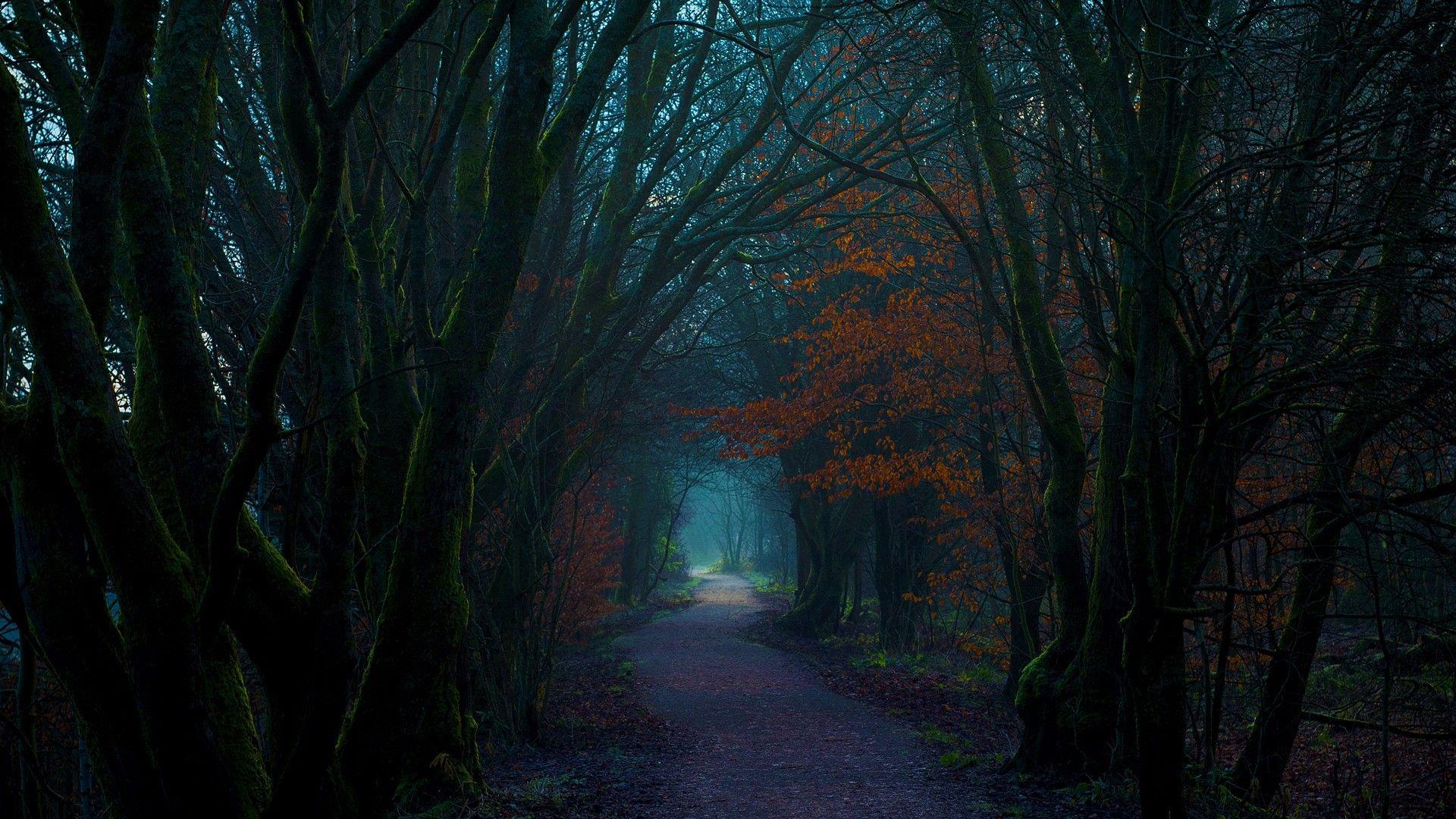 Download Man Made Path Forest Dark Tree Fall Canopy Tunnel HD Wallpaper