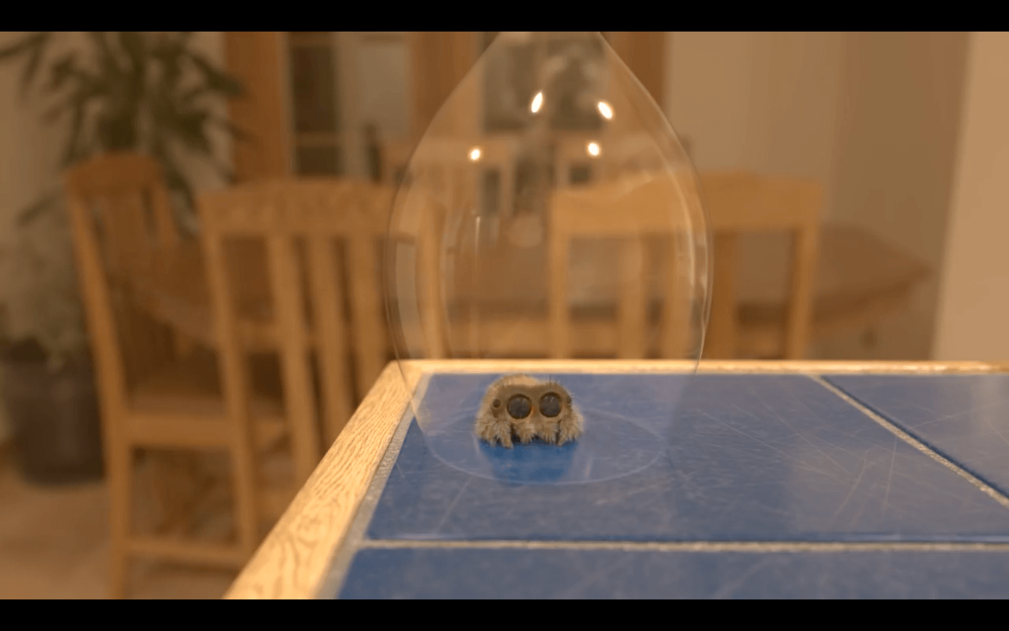 Watch: Lucas the spider has been captured and he is cuter than ever!