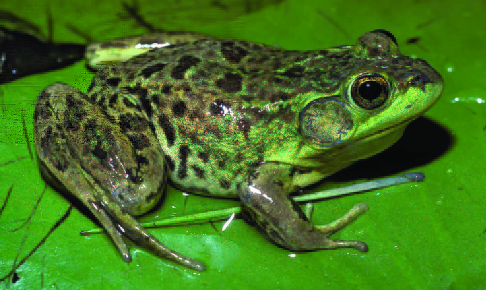 Frog Image Gallery