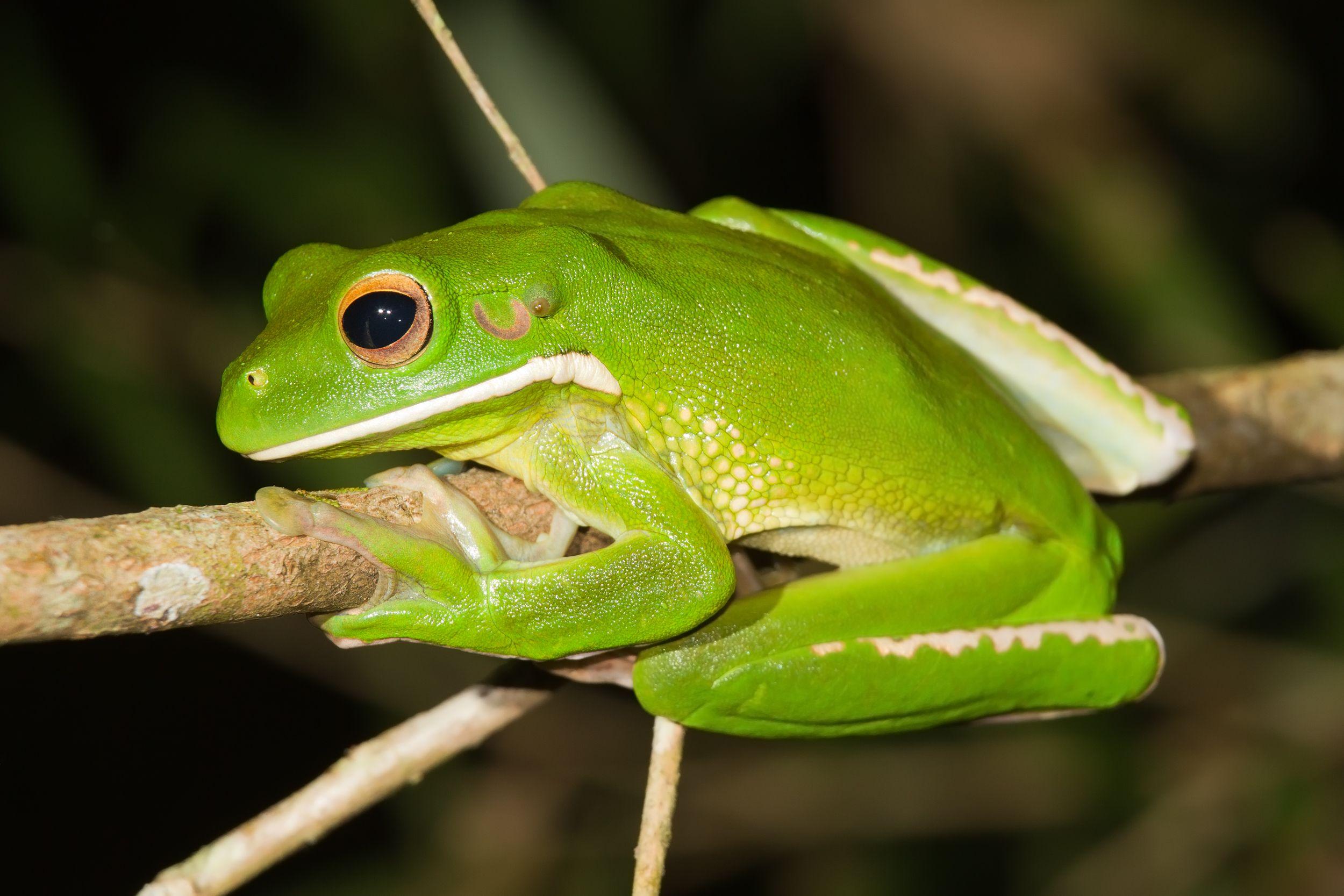 White Lipped Tree Frog