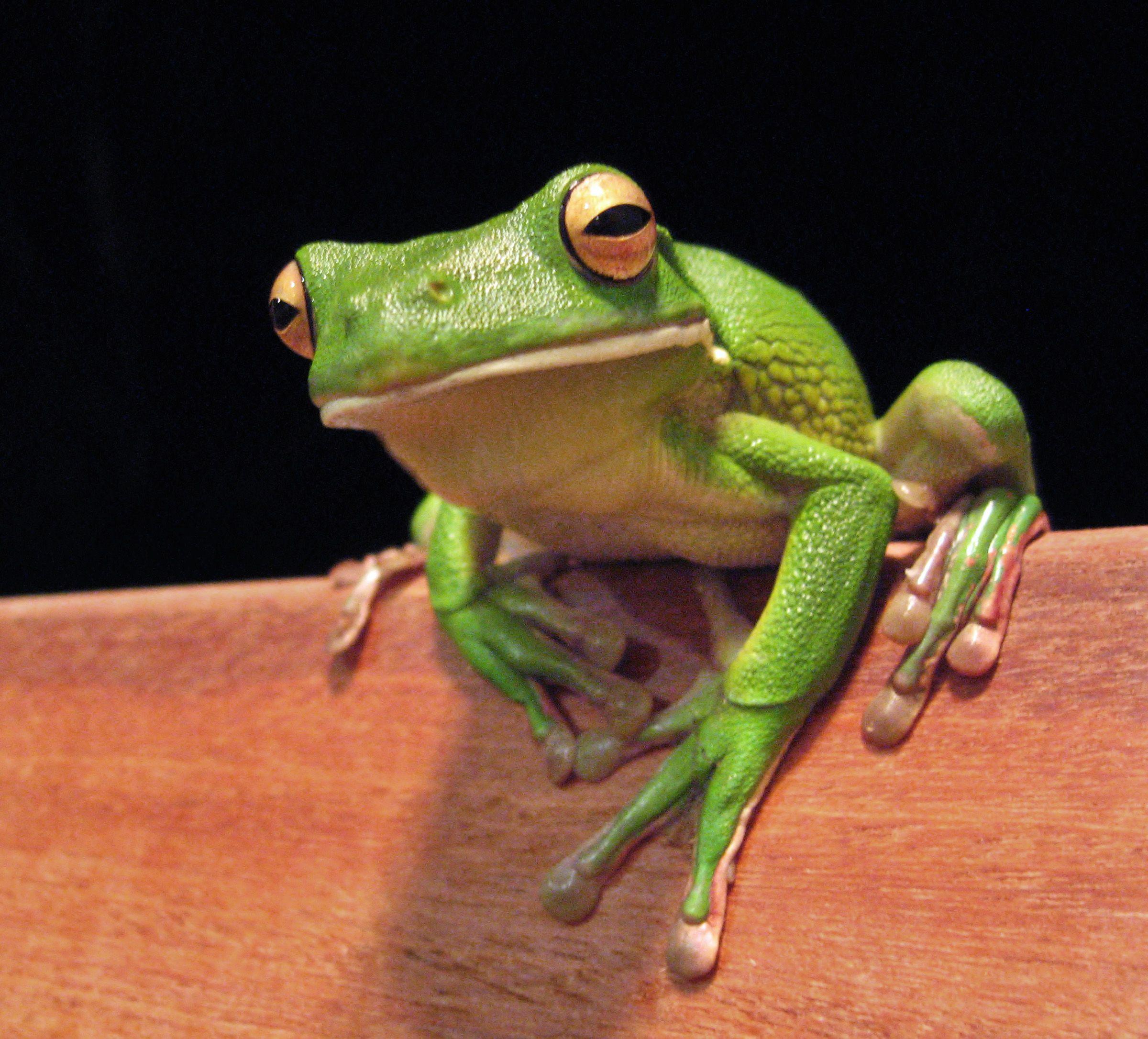 Citizen Scientists Identify Frogs with FrogWatch USA, Citizen