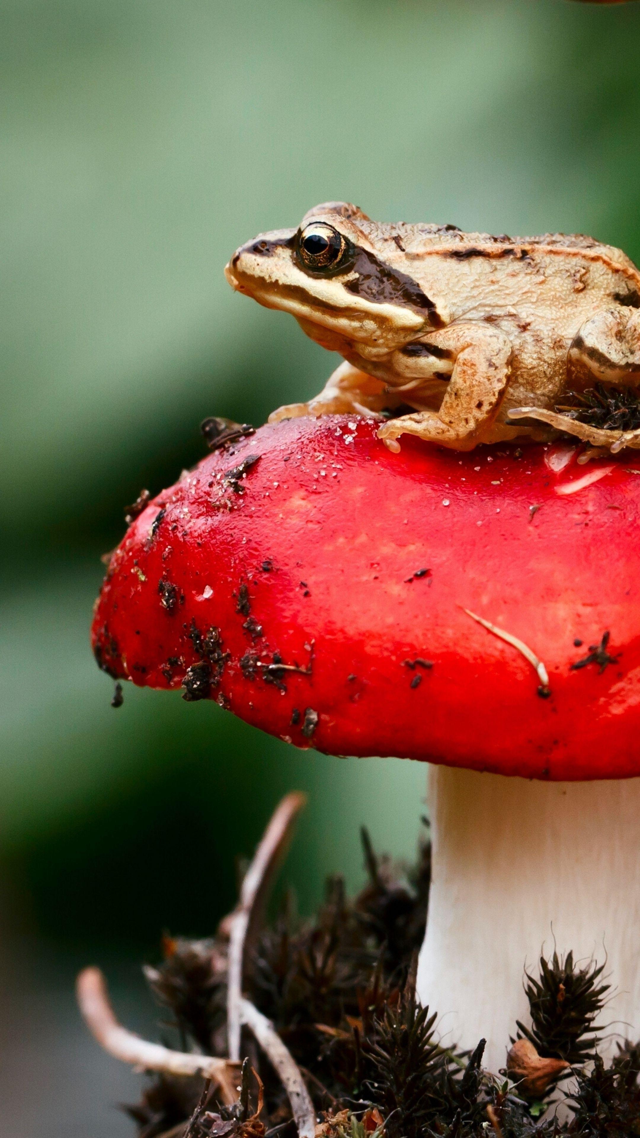 Frog, Mushroom, Toadstool, Sit, Close Up. Flora And Fauna. Stuffed