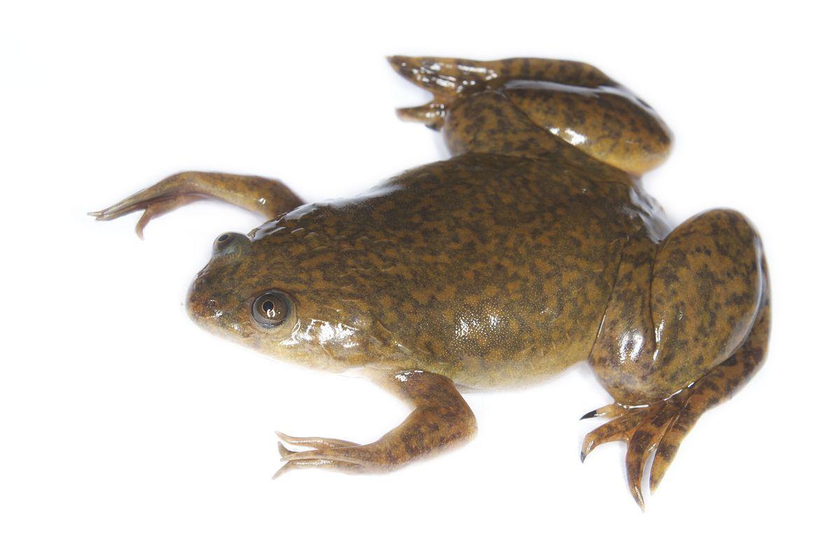 African clawed frog