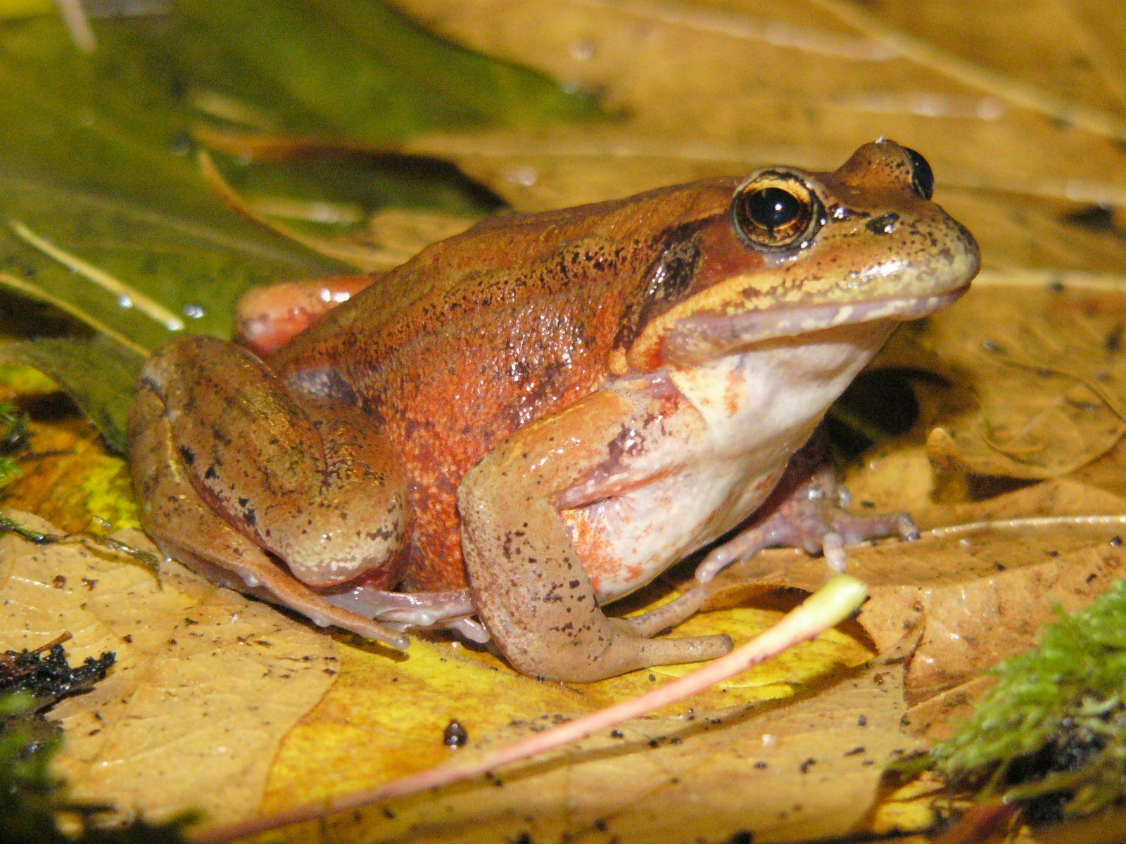 Red Legged Frogs In The Puget Sound Watershed