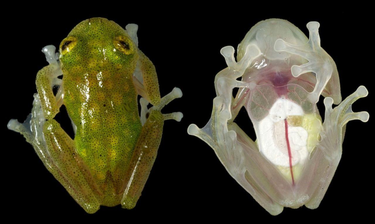 Glass frog (top and bottom)!. Amazing Amphibians