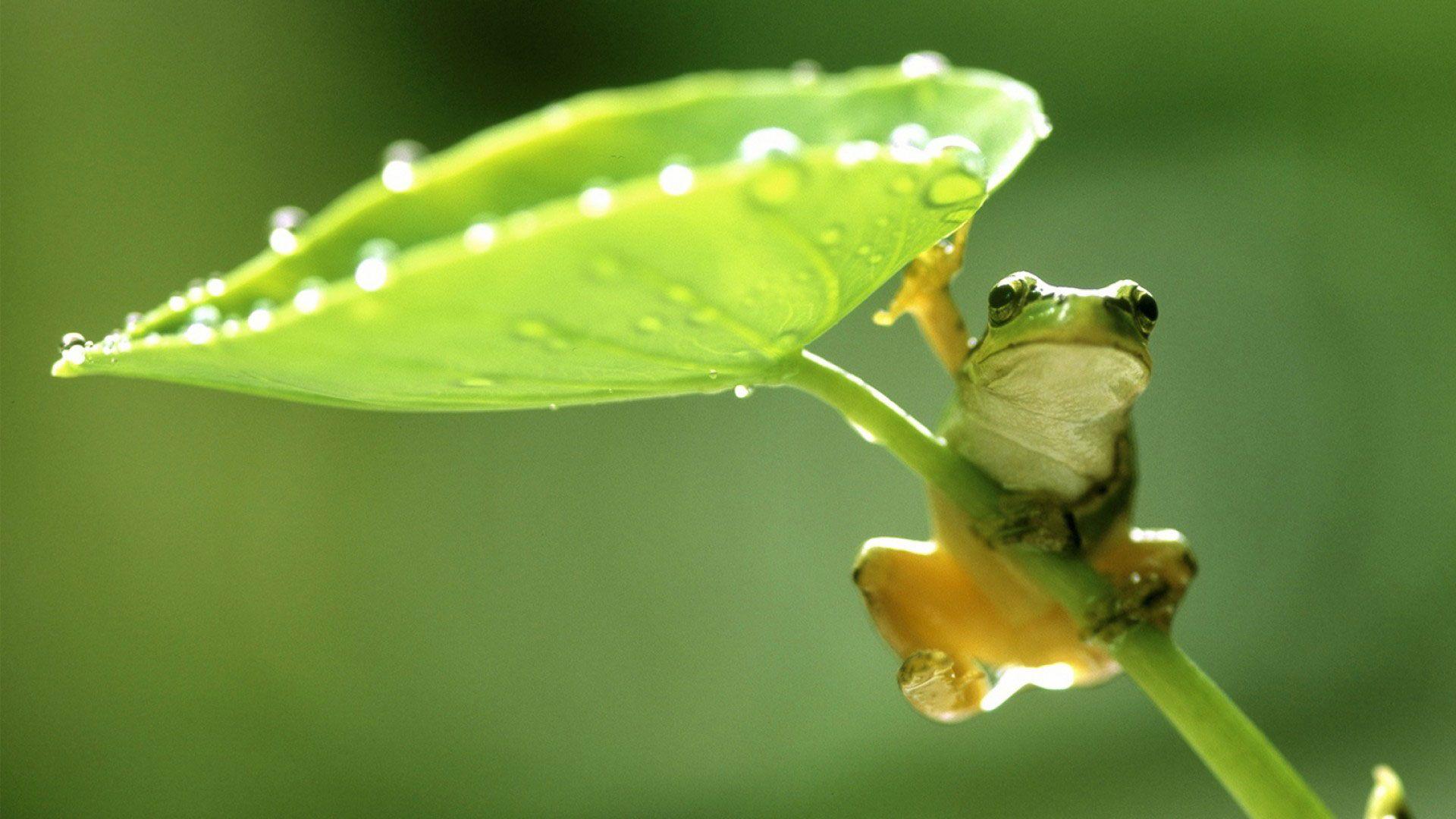 hd pics photo green frog leaf nature water drops HD quality desktop