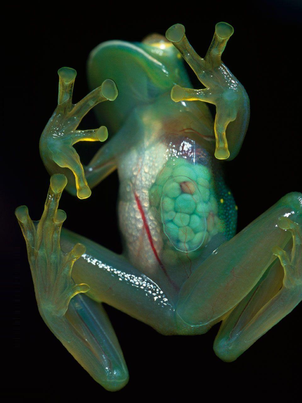 Strangest Frogs frog, rainbow frog. nature