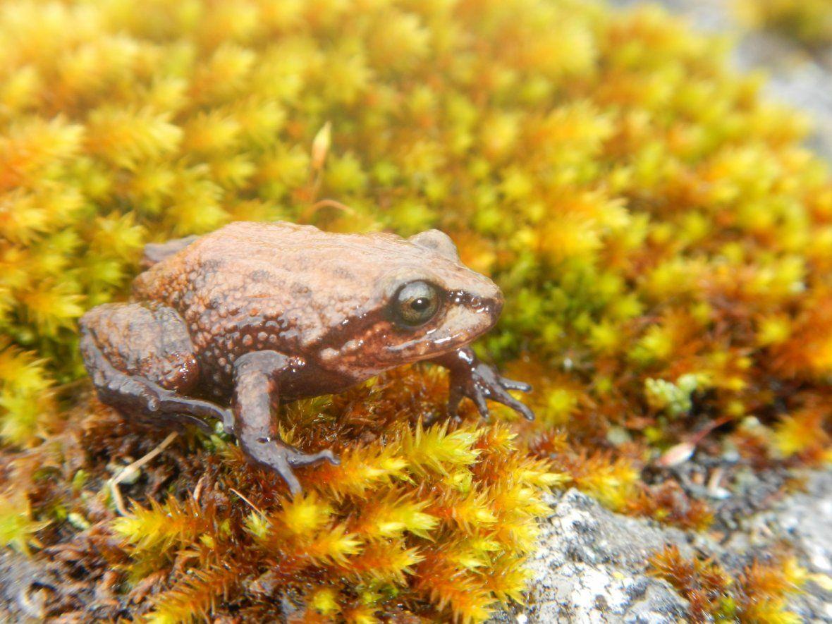 Meet the new tiny Peruvian frog named after David Attenborough