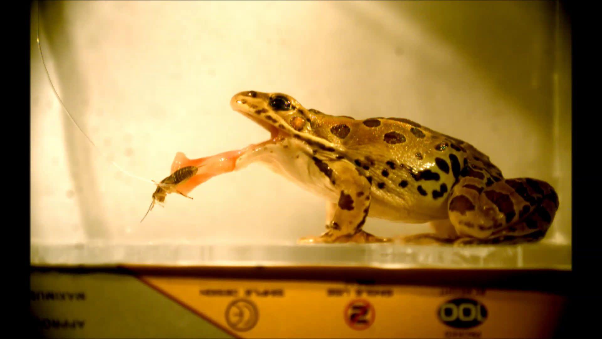 Reversible saliva allows frogs to hang on to next meal