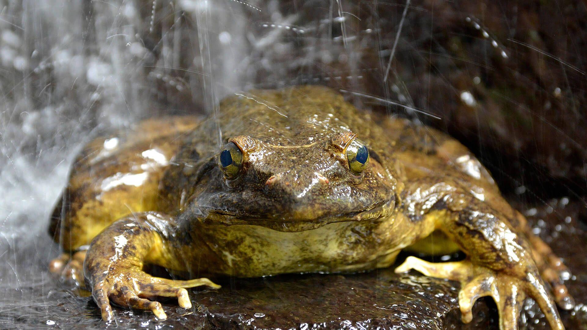 Goliath Frog. San Diego Zoo Animals & Plants