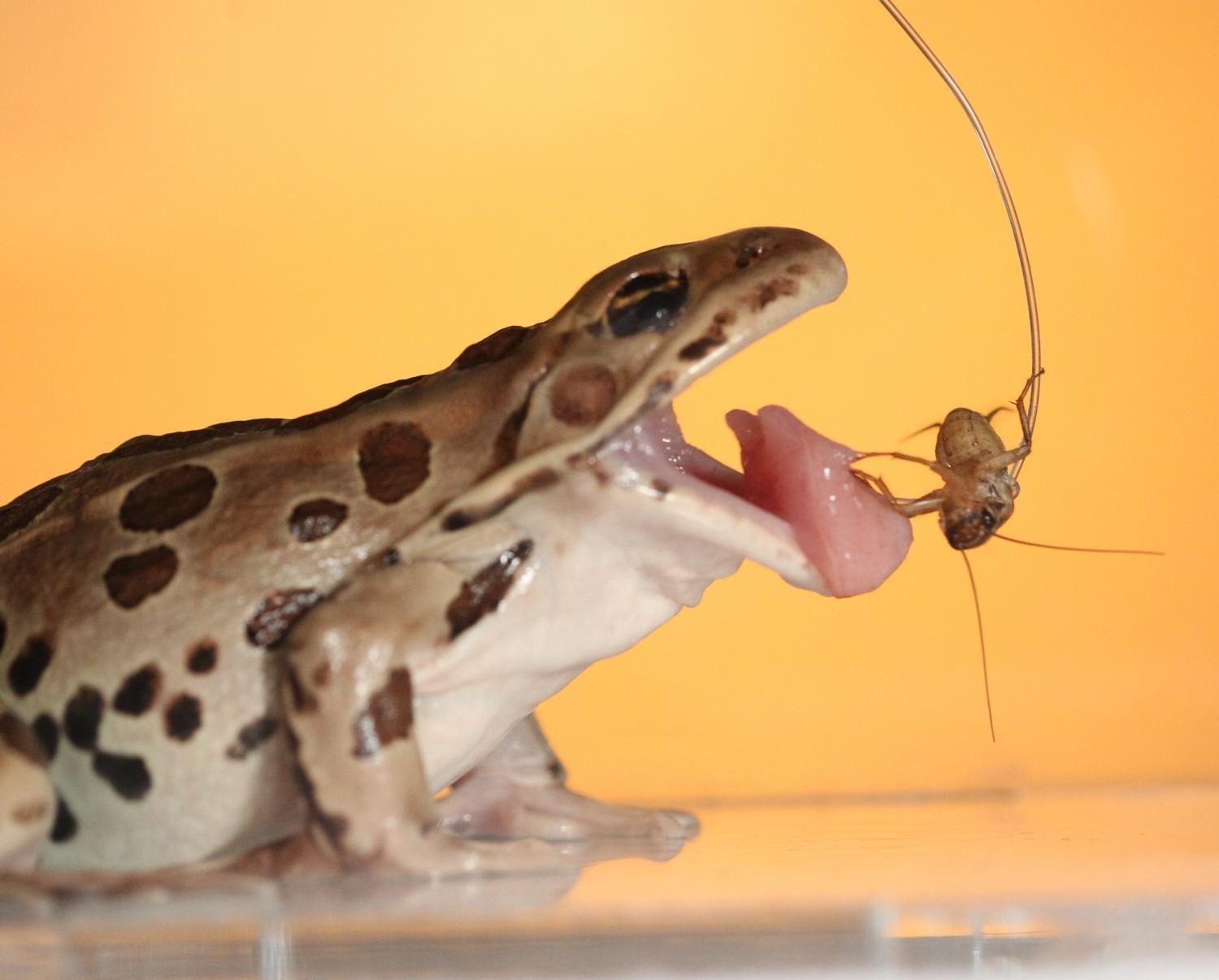 Reversible saliva allows frogs to hang on to next meal