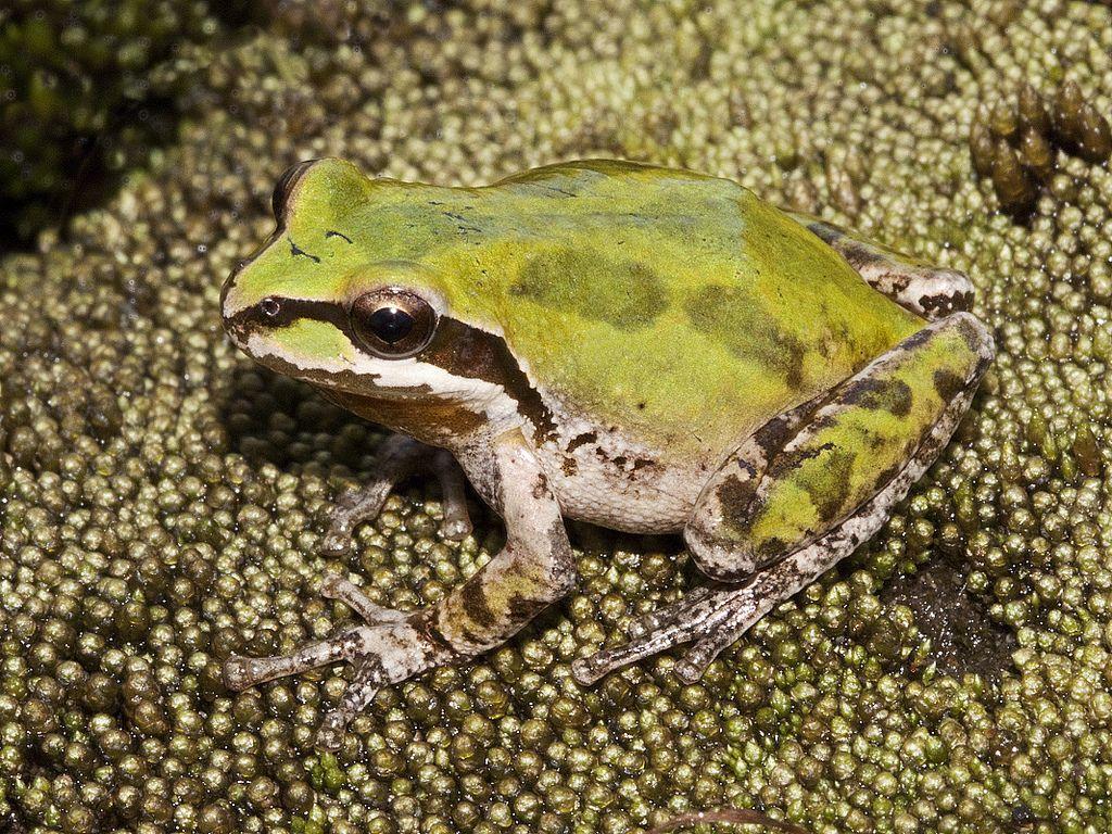 Sierran (Pacific) Tree Frog, Pseudacris sierra. Recently sp