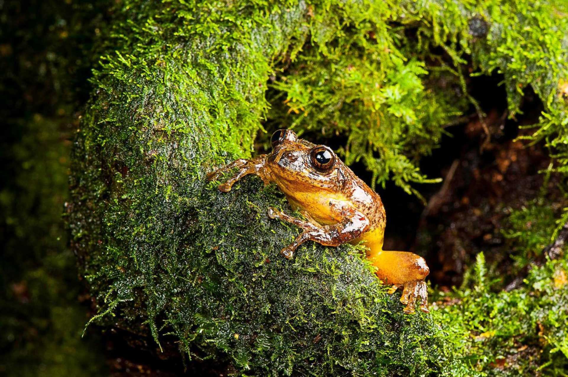 Scientists Describe New Genus of Tree Hole Breeding Frogs. Biology