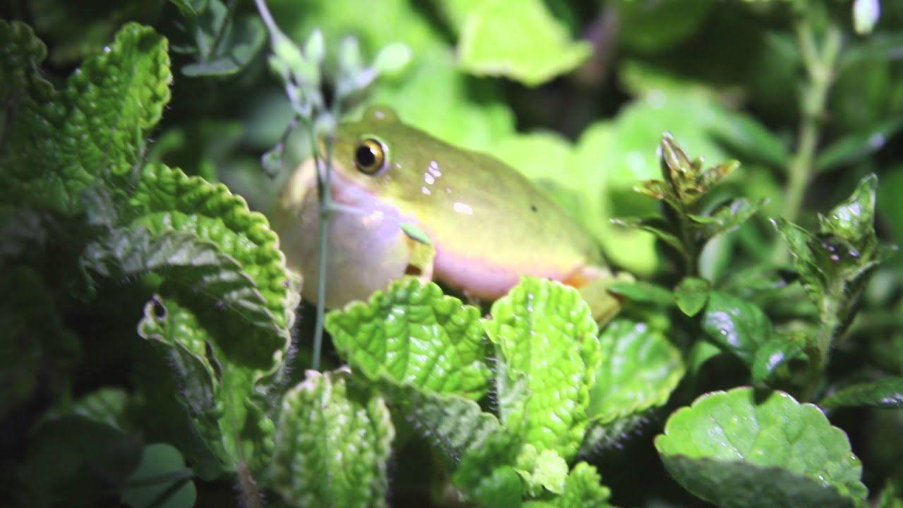 Tinker Reed Frog (Hyperolius tuberilinguis)