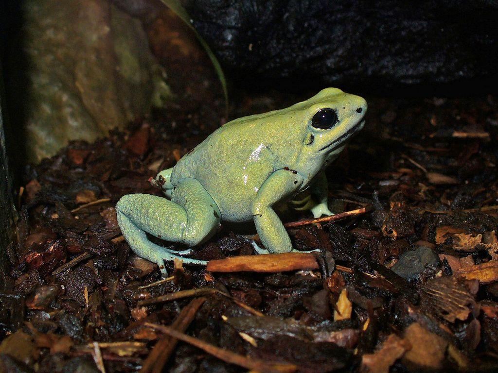 Golden Poison Frog and Mint Poison Frog North Carolina Aquarium at