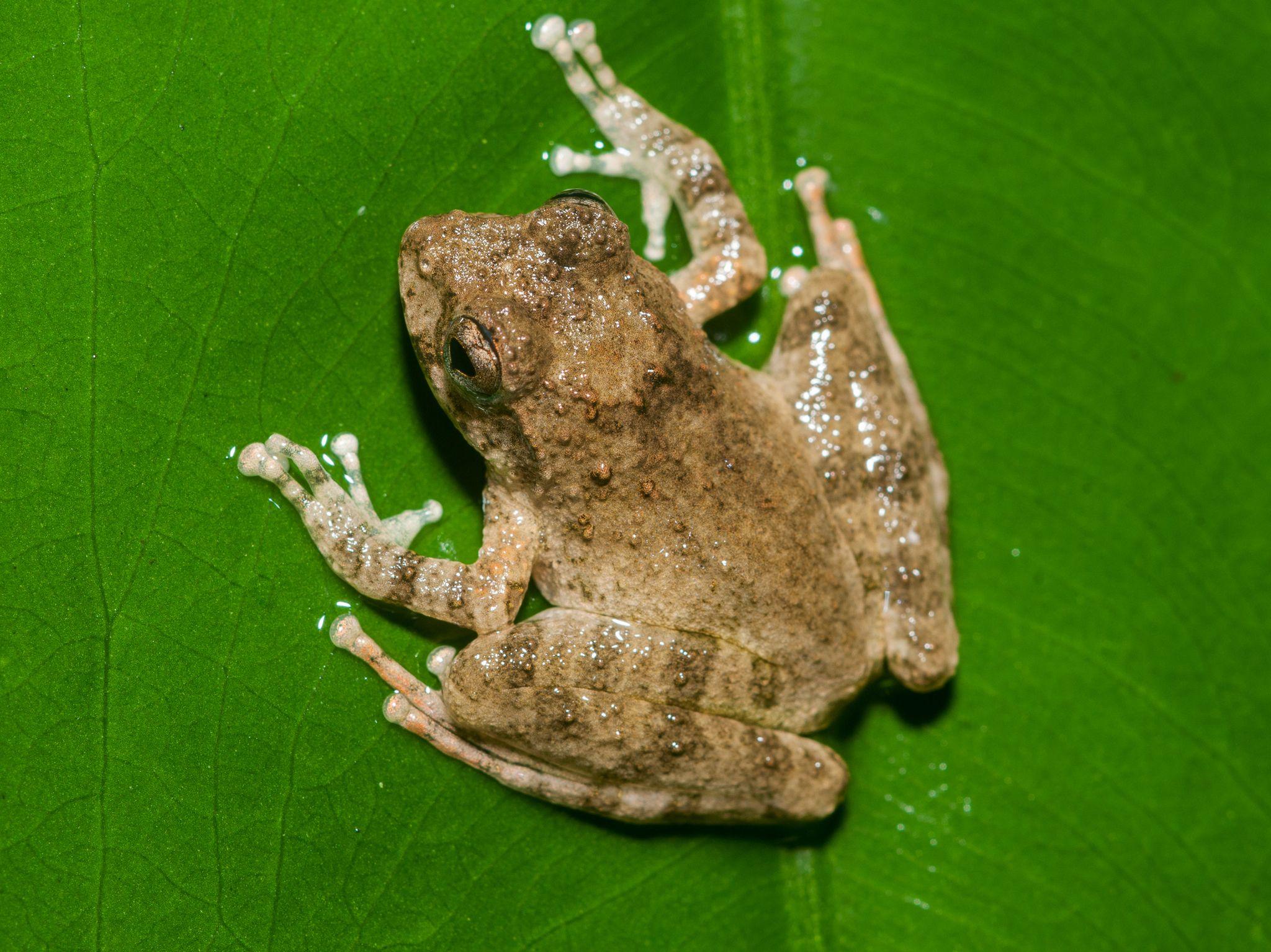 Ota's Stream Tree Frog (Buergeria otai) · iNaturalist.org