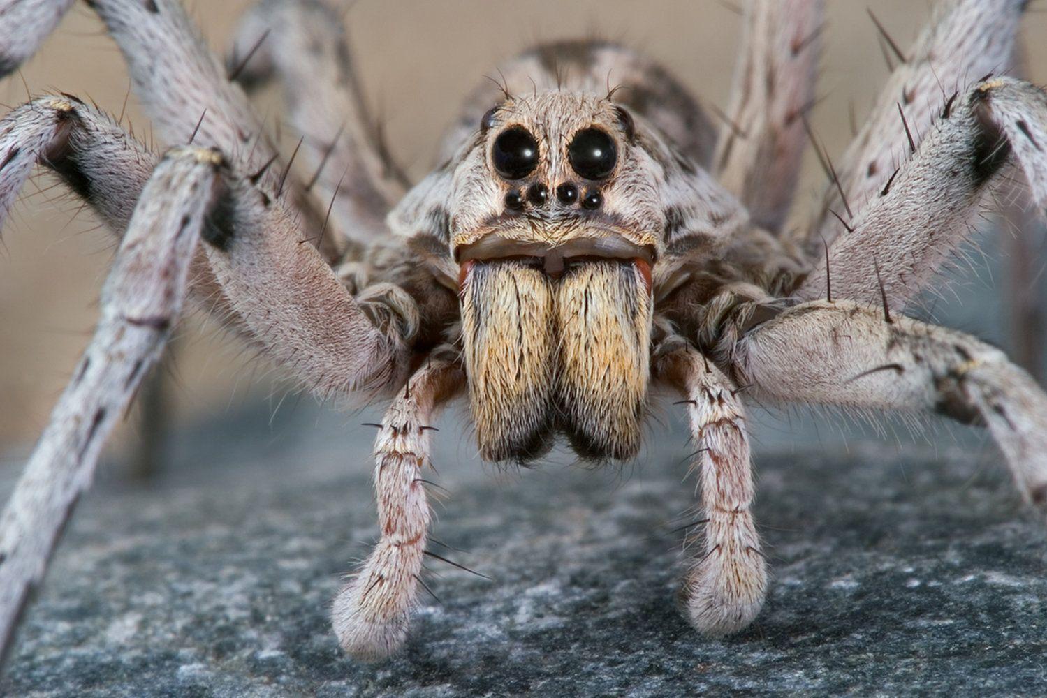 Wolf spider HD Wallpaper and Photo