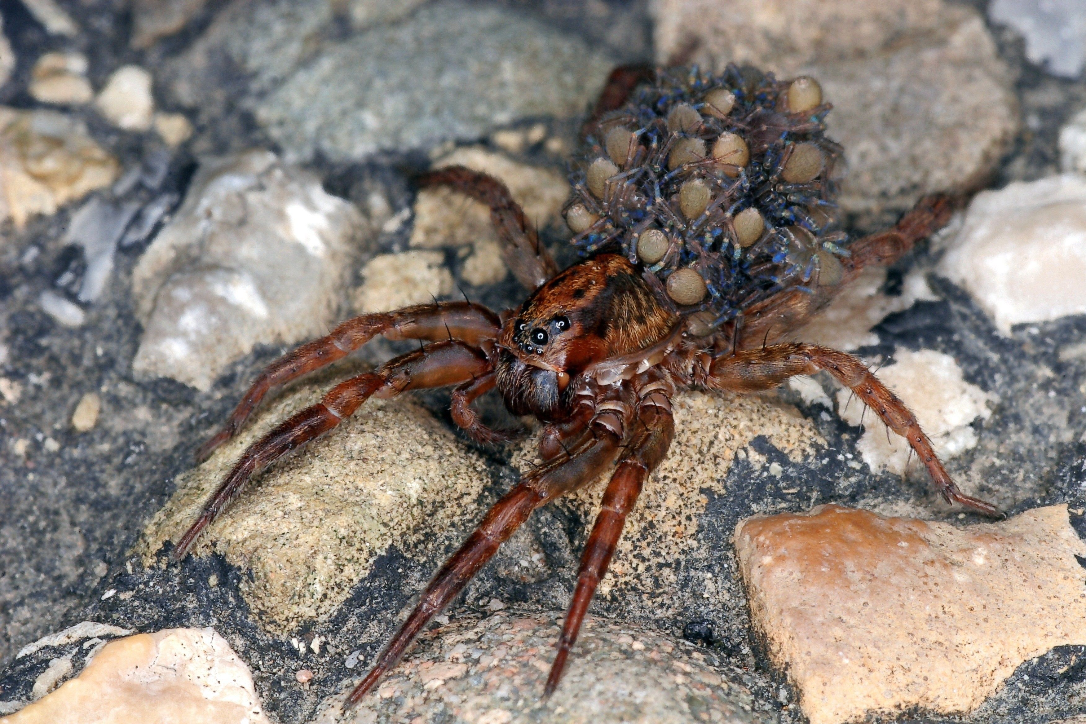 Wolf Spider Running on Stone With Babies
