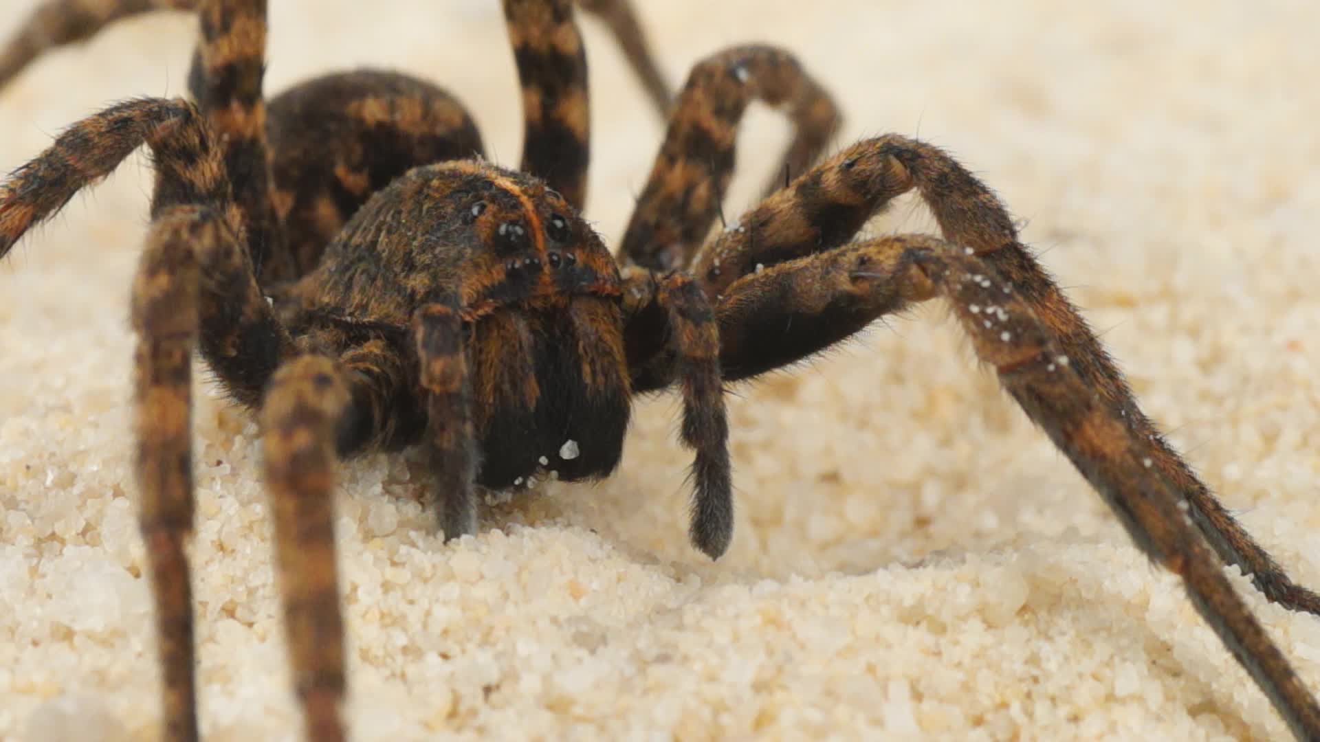 Scary Wolf Spider High Resolution Hi Res Video