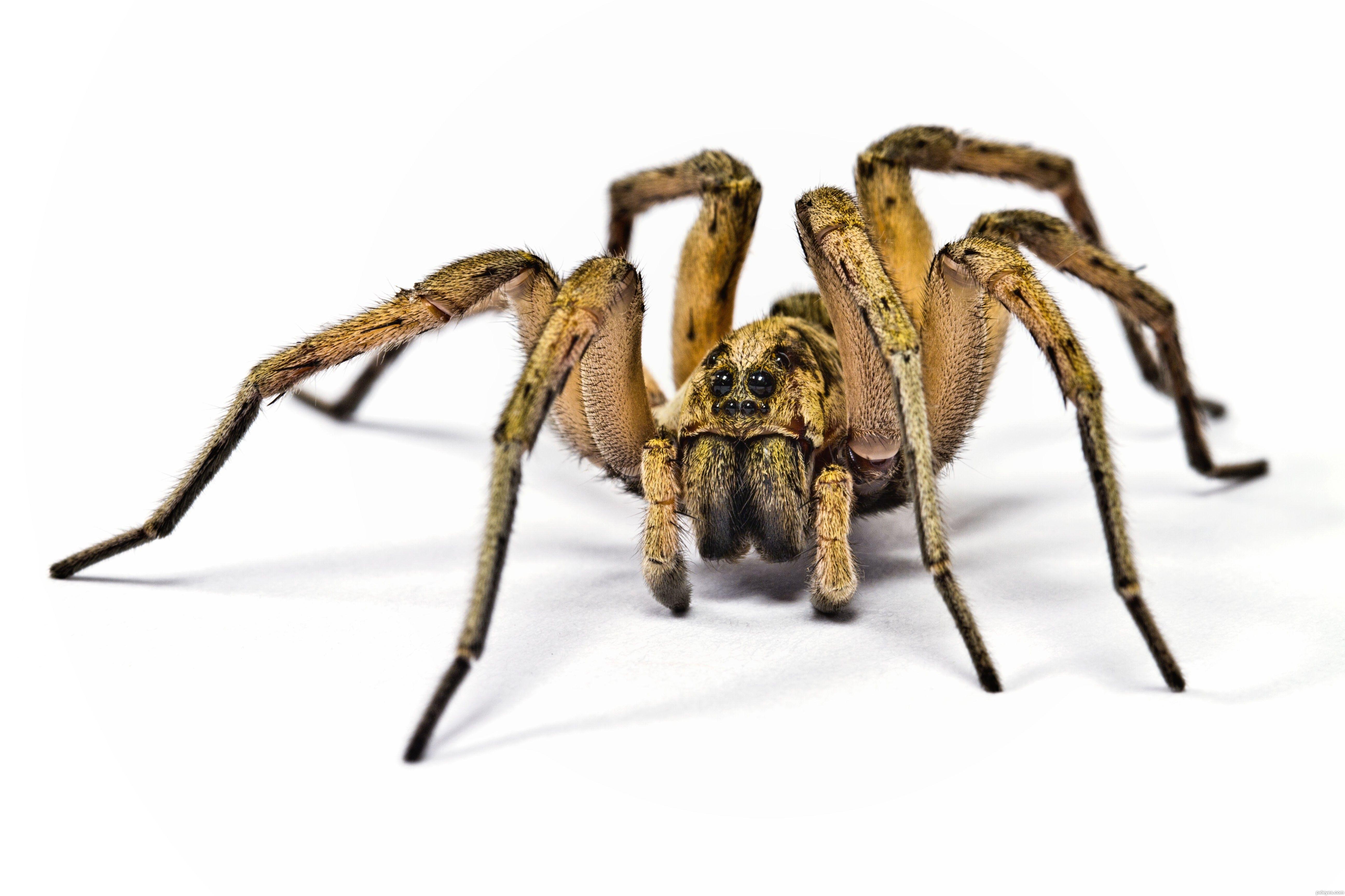 Wolf Spider picture, by captgeo for: spiders 2 photography contest