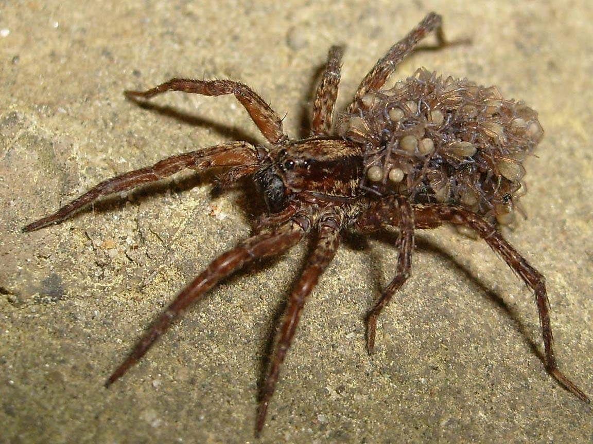 Spider Wallpaper Best Wallpaper 1152×864 Spider Image. Adorable