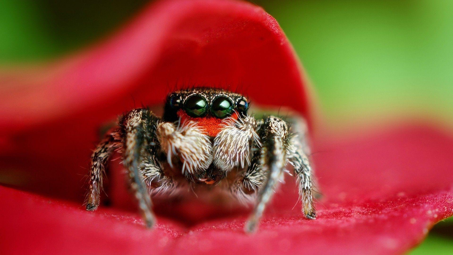 nature spider wallpaper and background