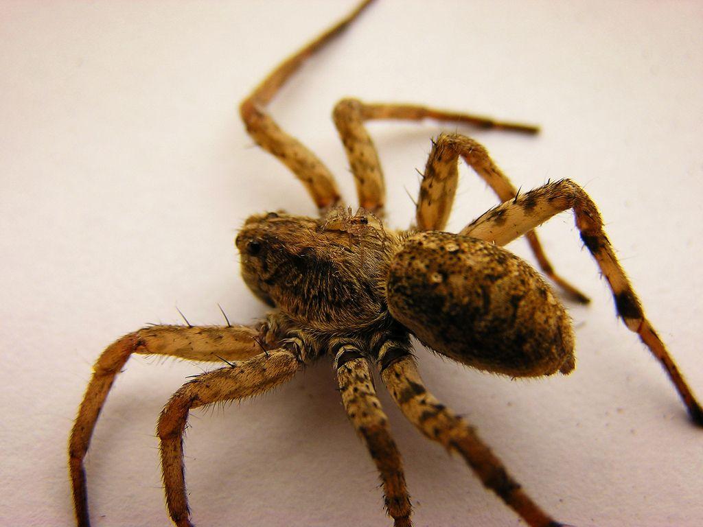 Wolf Spider with Baby. Usually I scale down my image, but