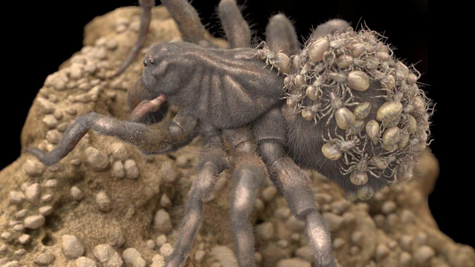 Wolf Spider and Babies, Eric Keller