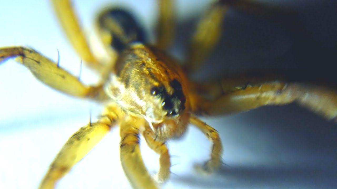 Wolf Spider. Lycosidae. Macro 4K. Why Billy is Afraid Edit