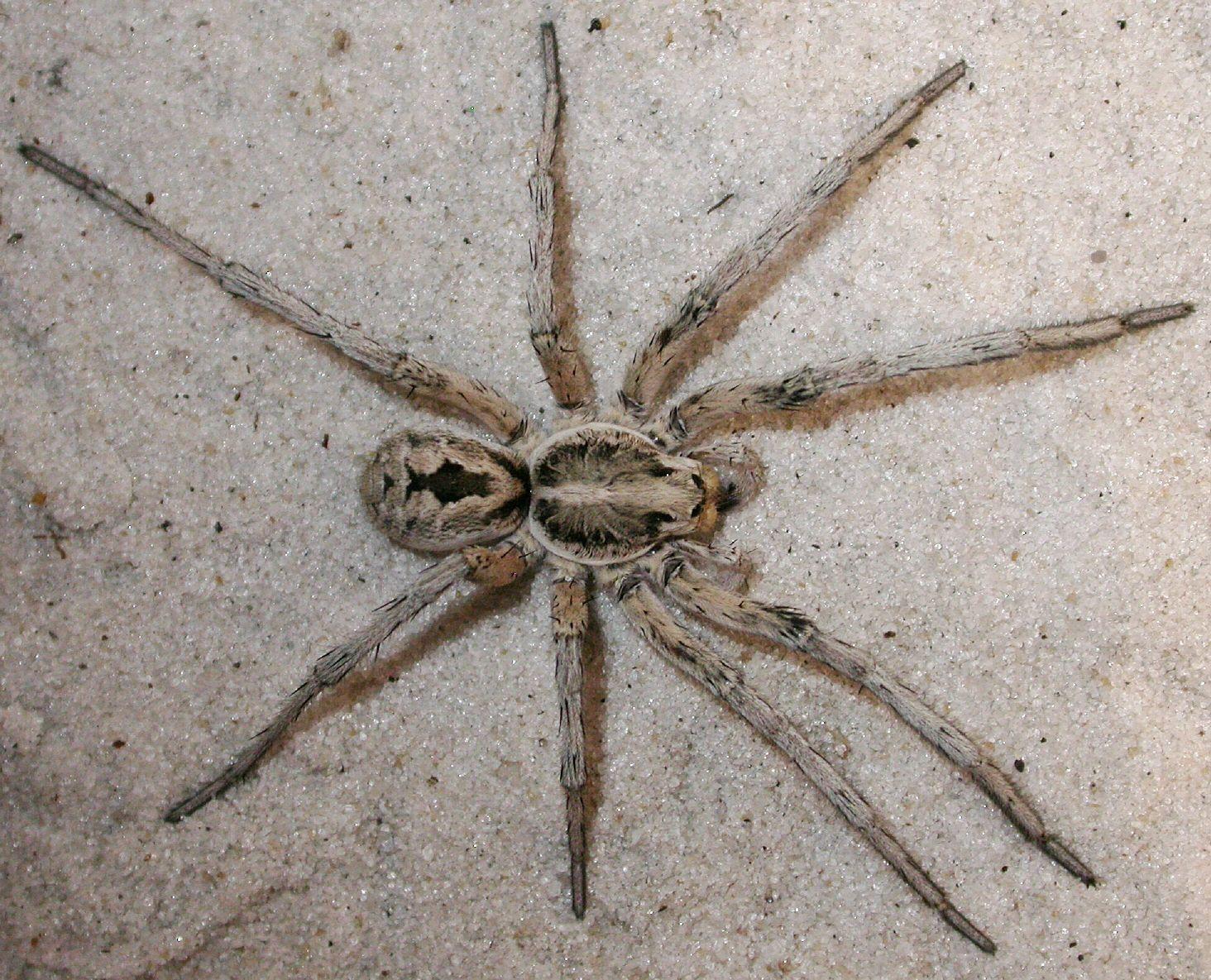 Wolf Spider wallpaper, Animal, HQ Wolf Spider pictureK Wallpaper