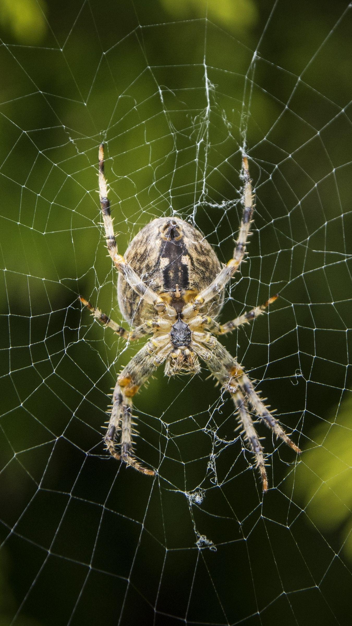 Download Greatest Garden Spider Wallpaper