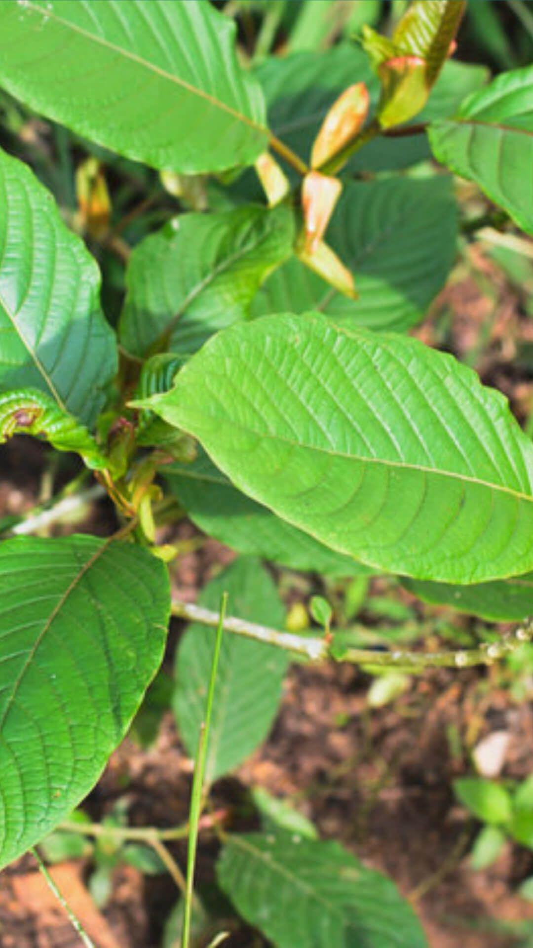 Kratom Wallpapers - Wallpaper Cave