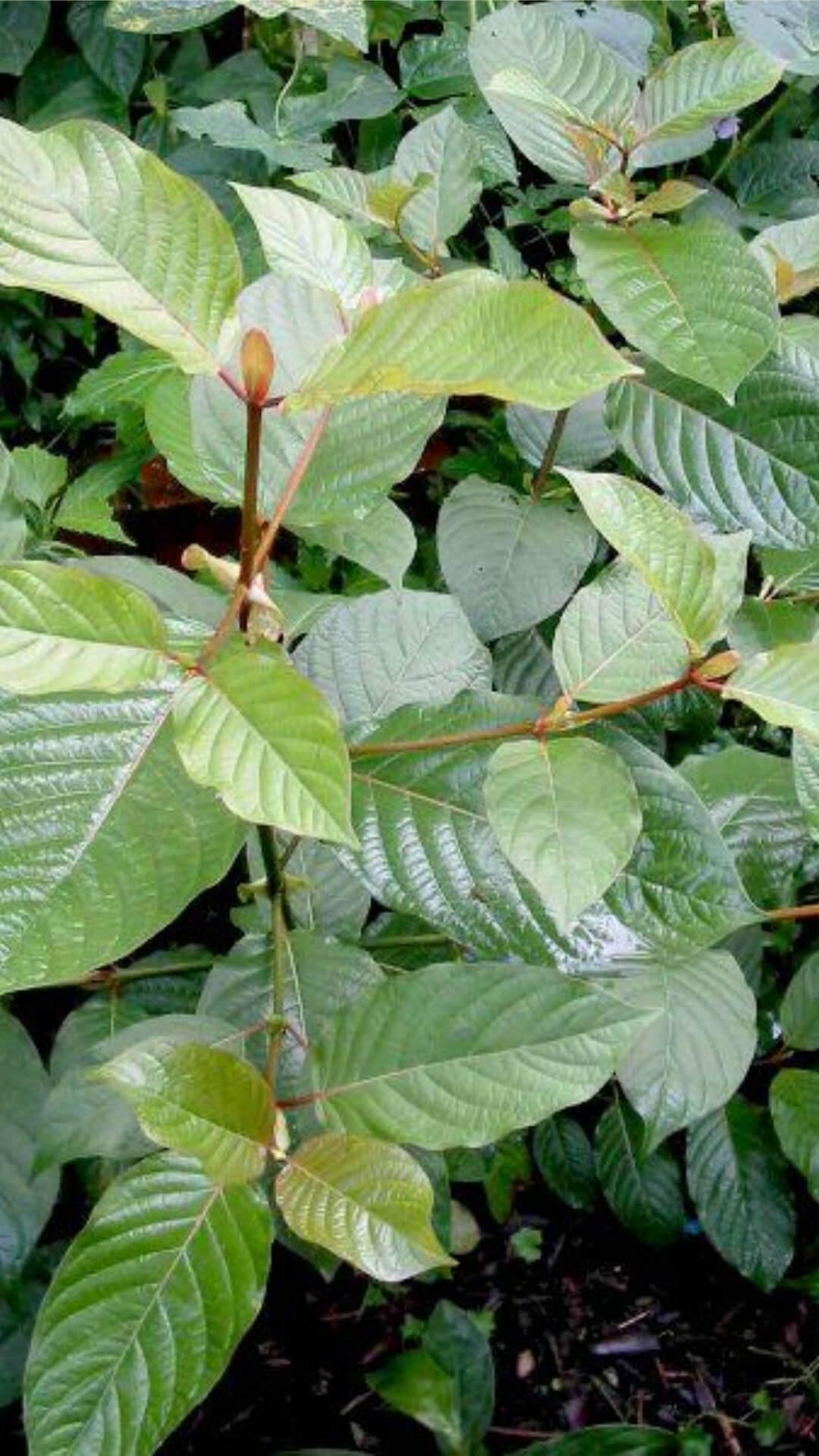 Kratom Wallpapers - Wallpaper Cave