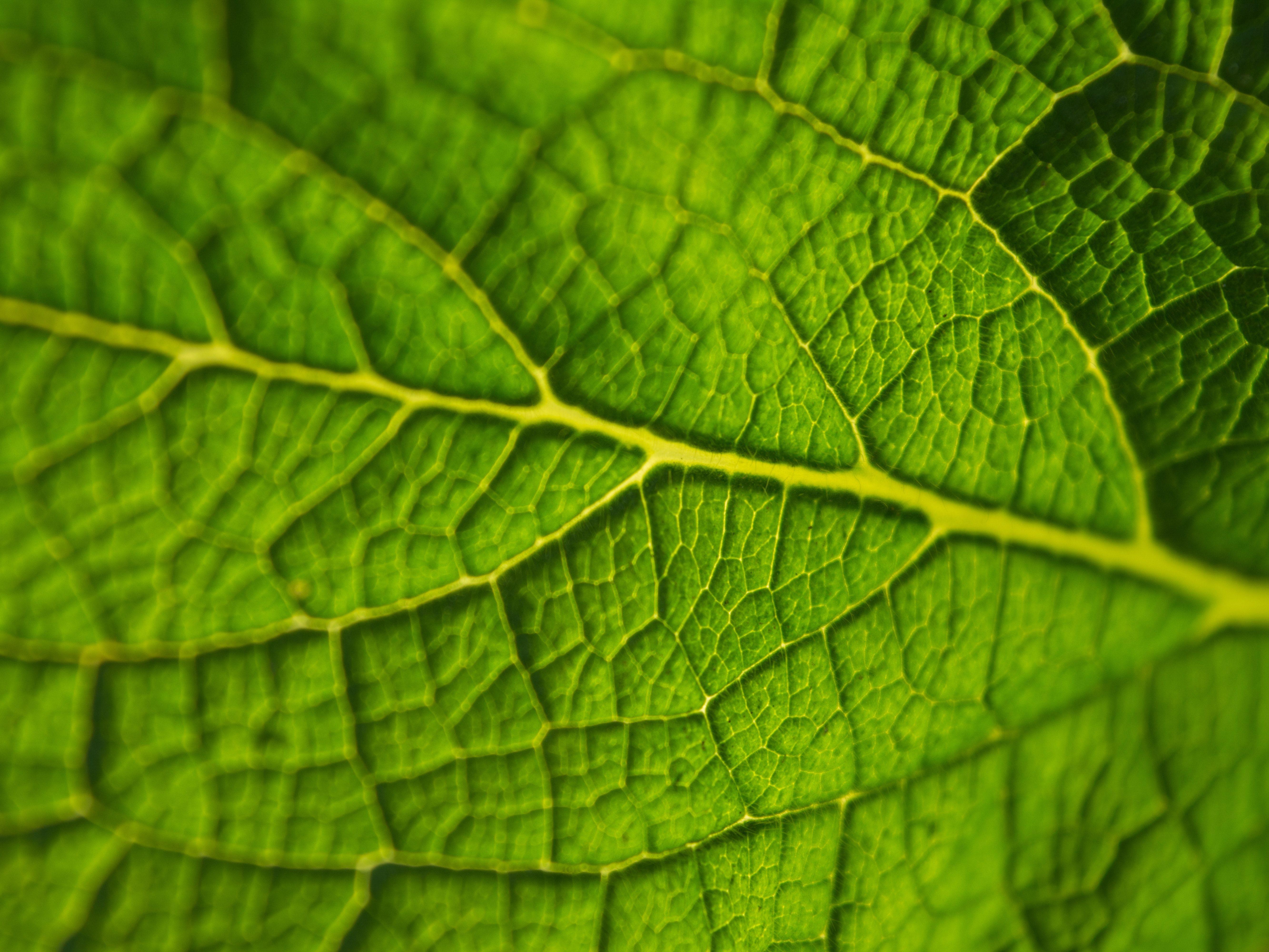 Kratom Wallpapers - Wallpaper Cave