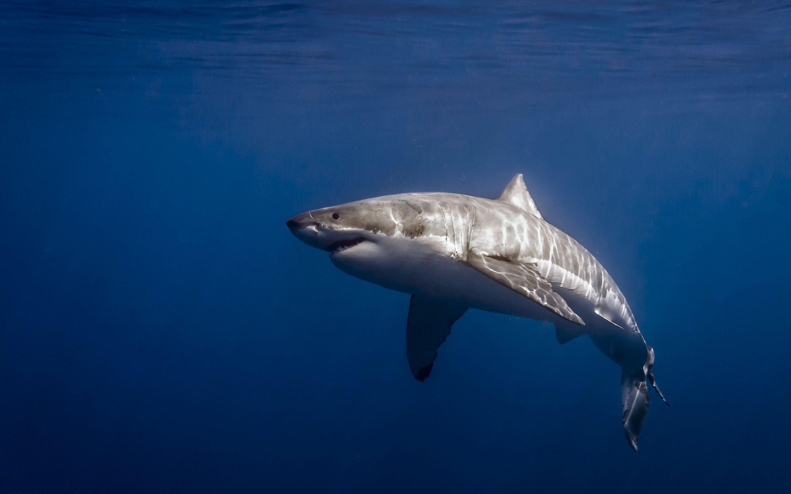 Great White Shark Wallpaper Desktop Background #iGD. Animals