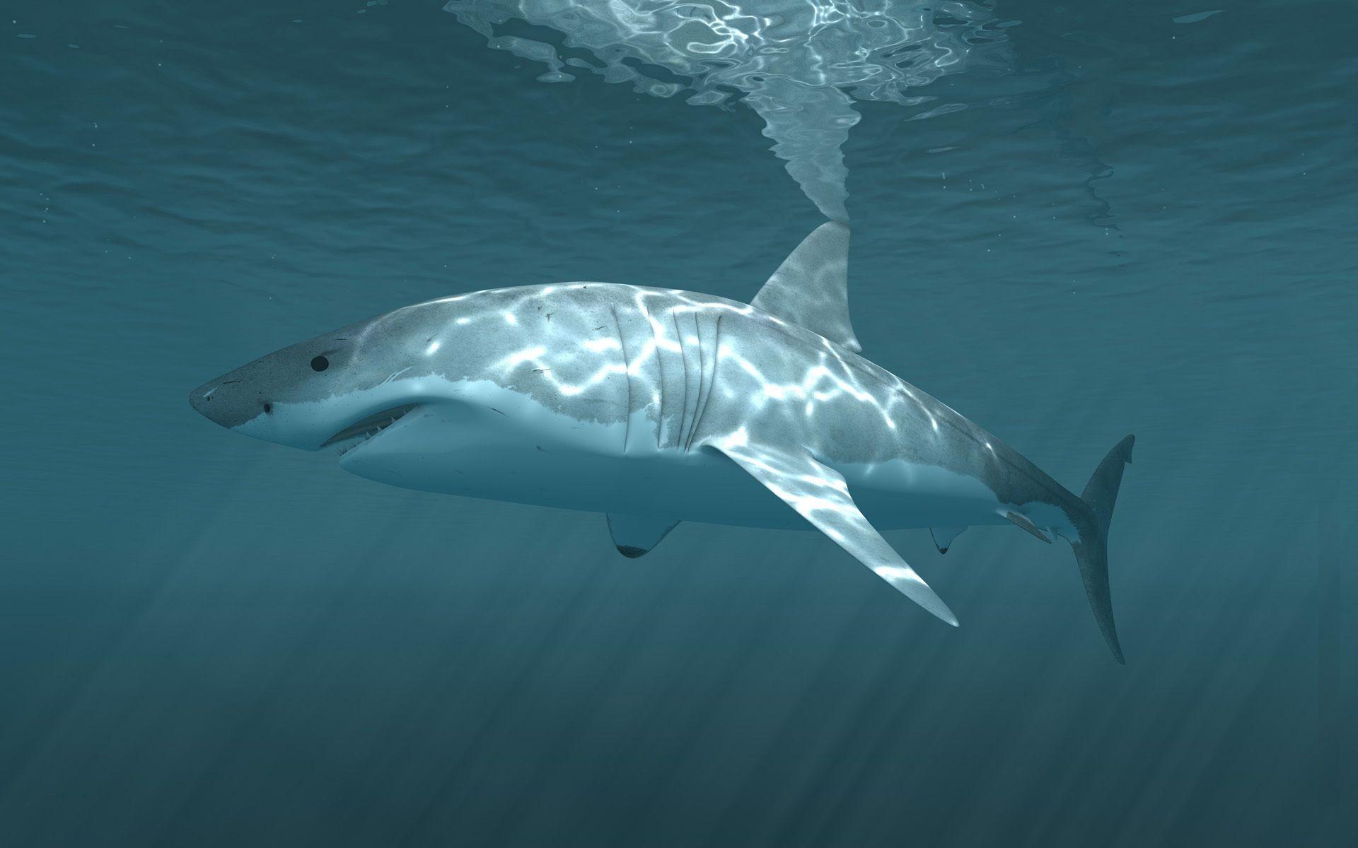 Dangerous Shark HD Wallpaper Free Download. HD Wallpaper Free Download. White sharks, Shark picture, Great white shark