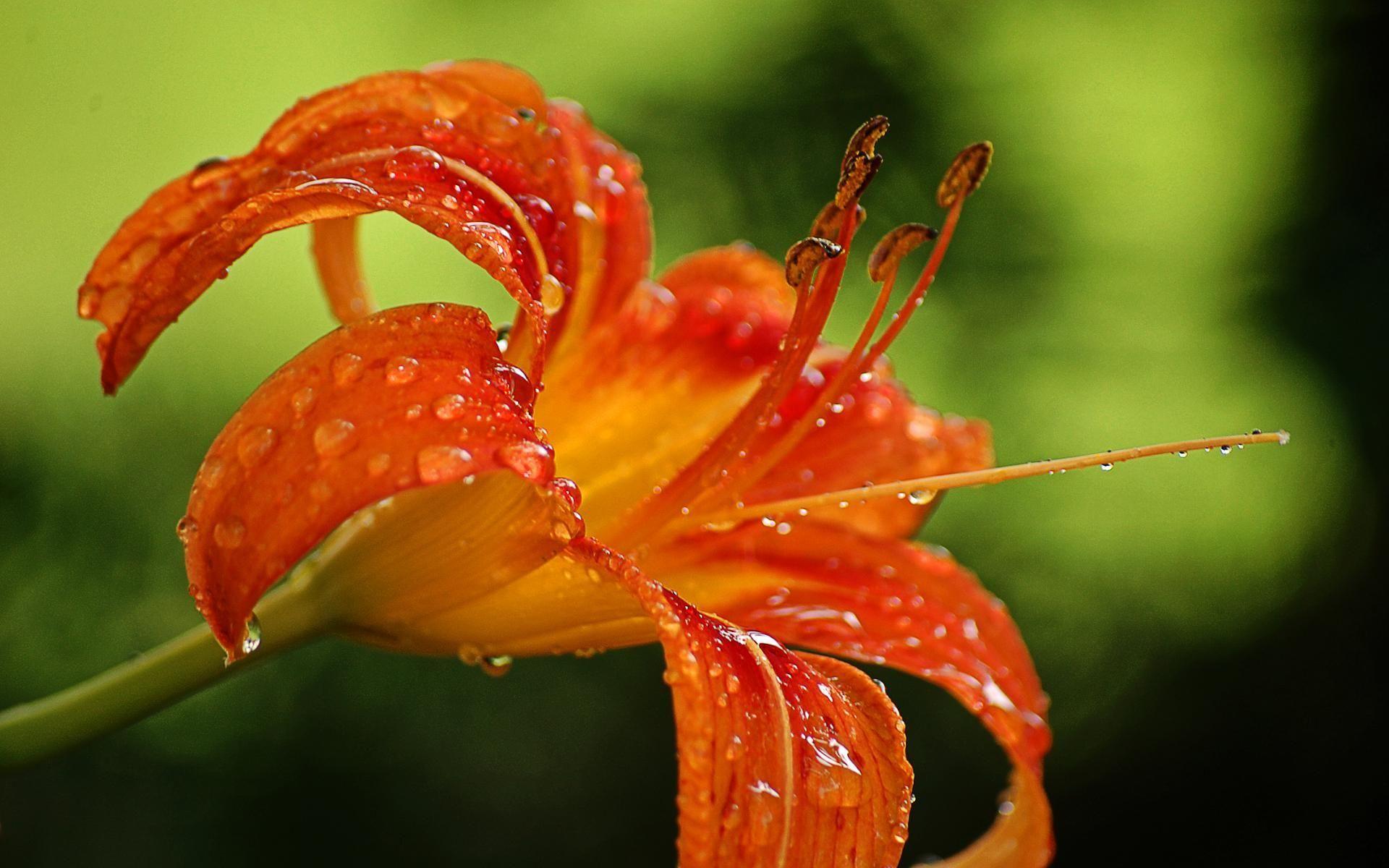 Orange Tiger Lily. Orange tiger lily HQ WALLPAPER