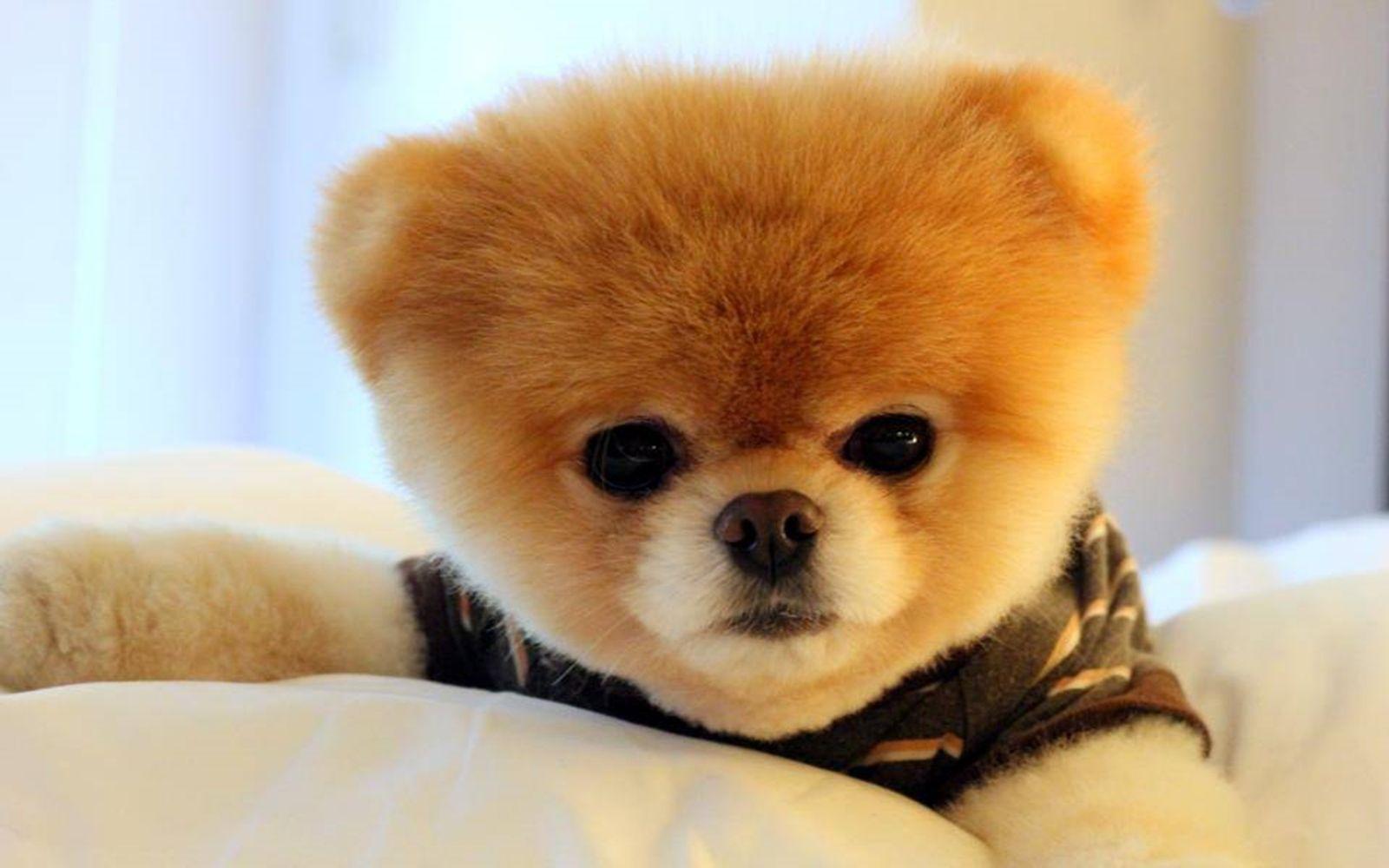 what breed is the cutest dog boo