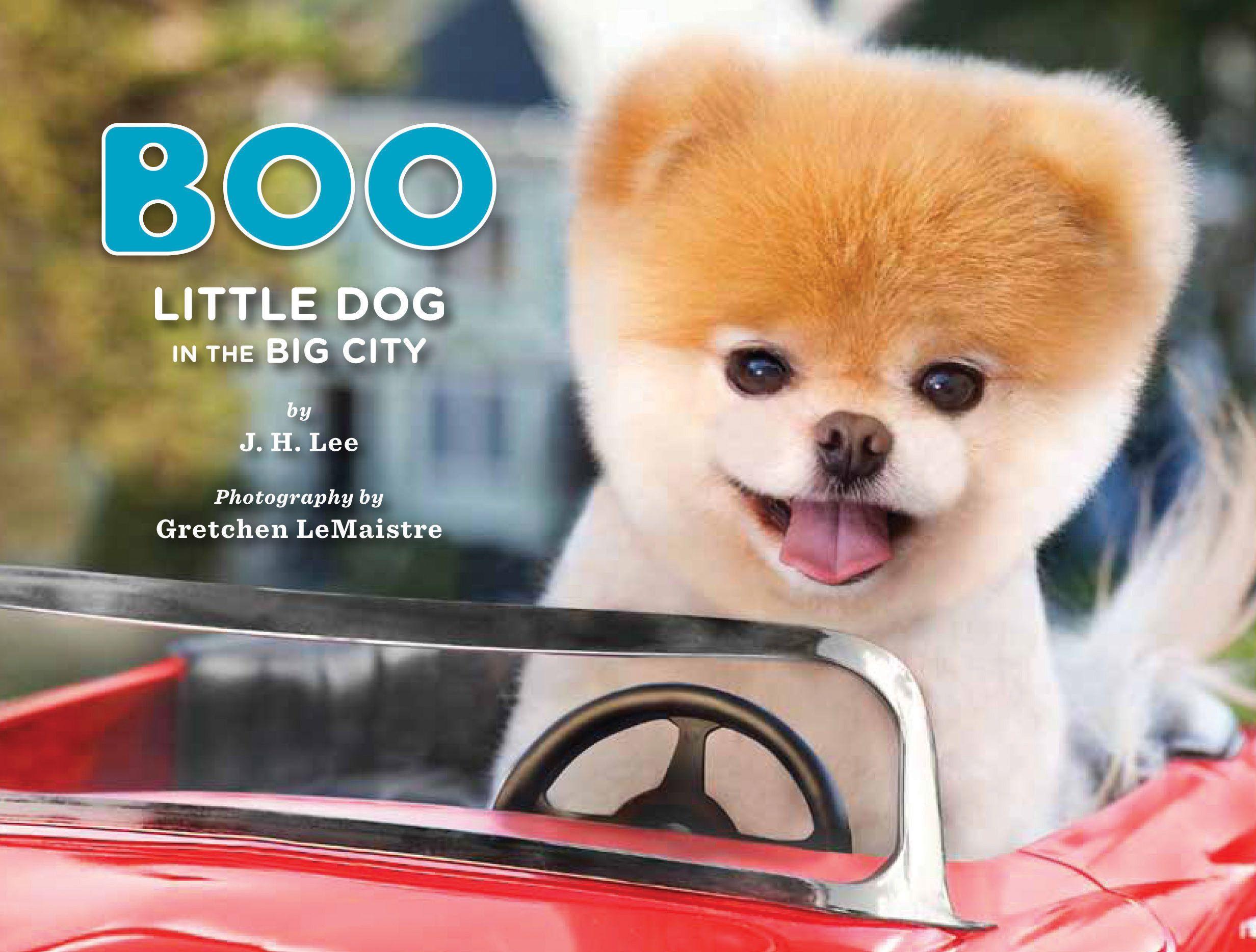 Boo: The Worlds Cutest Dog. Boo The Dog Wallpaper. 630x945px  Desktop  Background