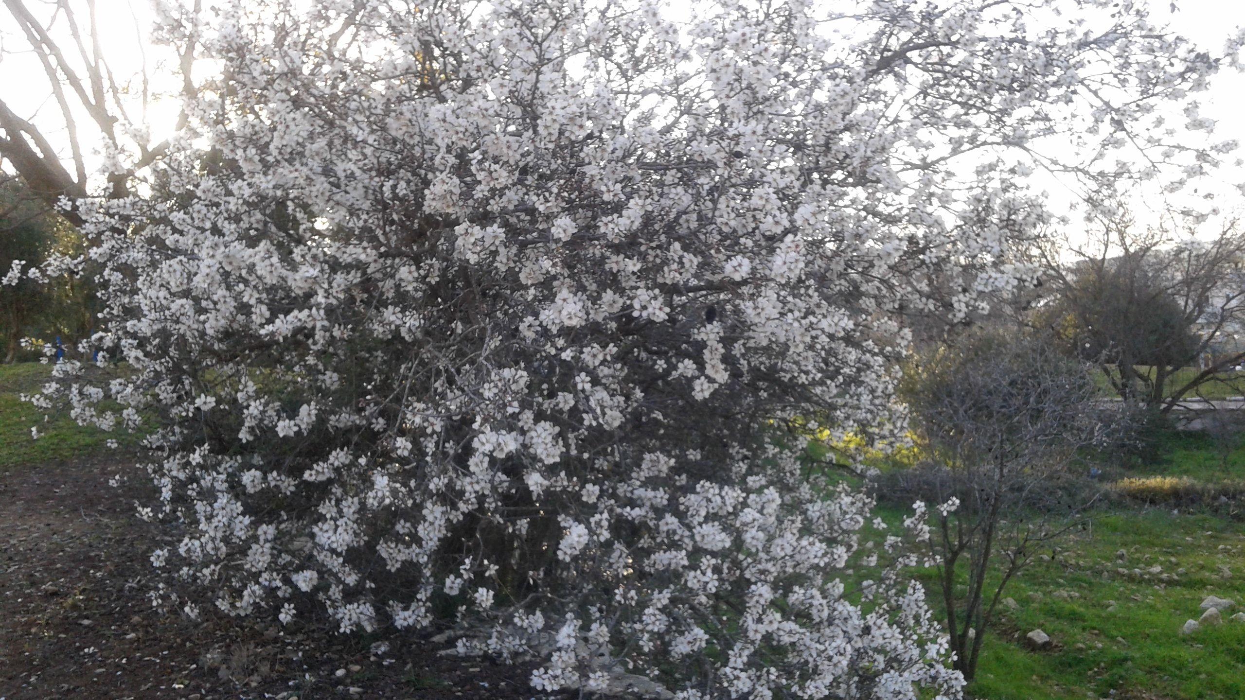 On Guitar and Almond Trees: A Tu B'Shvat Story