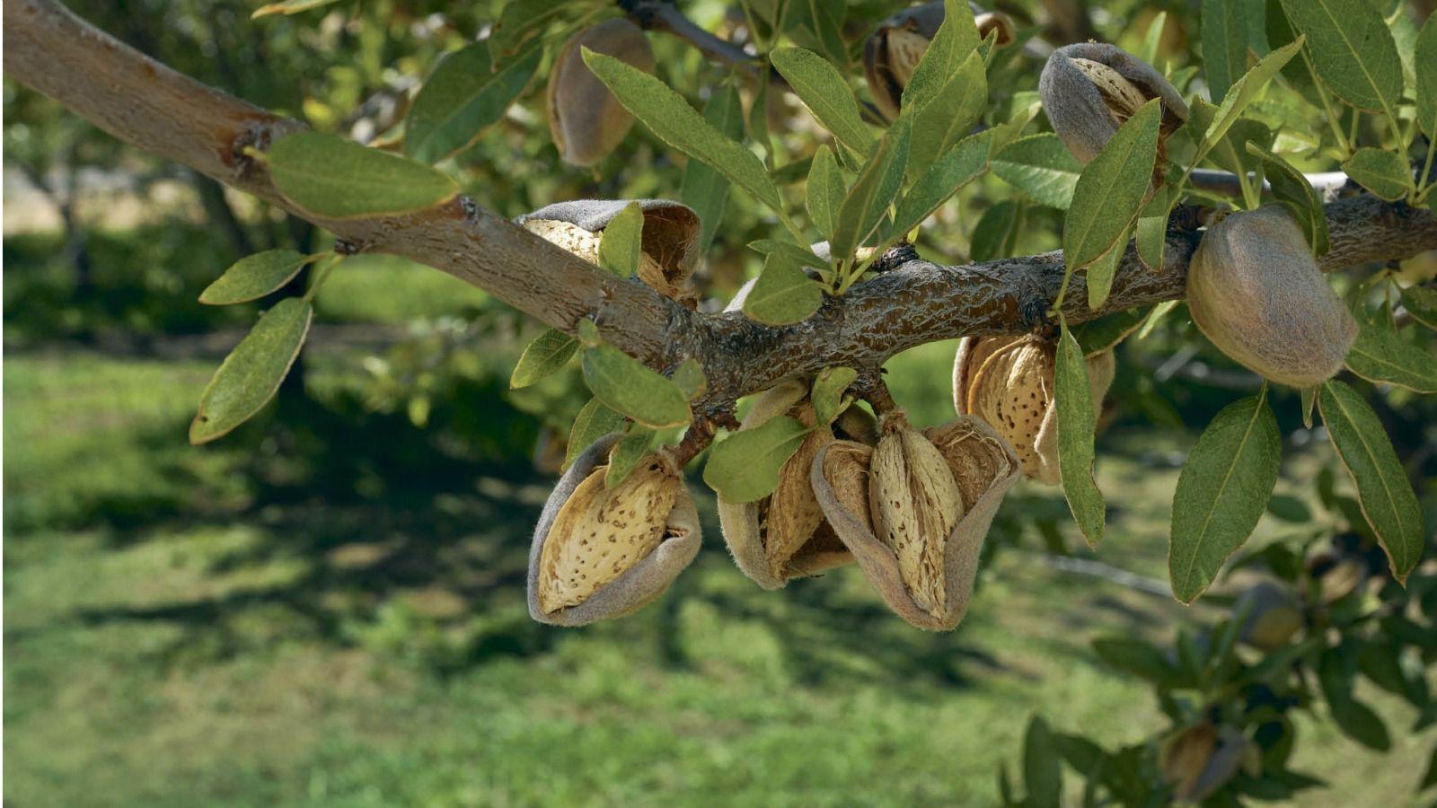 Almonds (and Marzipan) for Tu B'Shvat