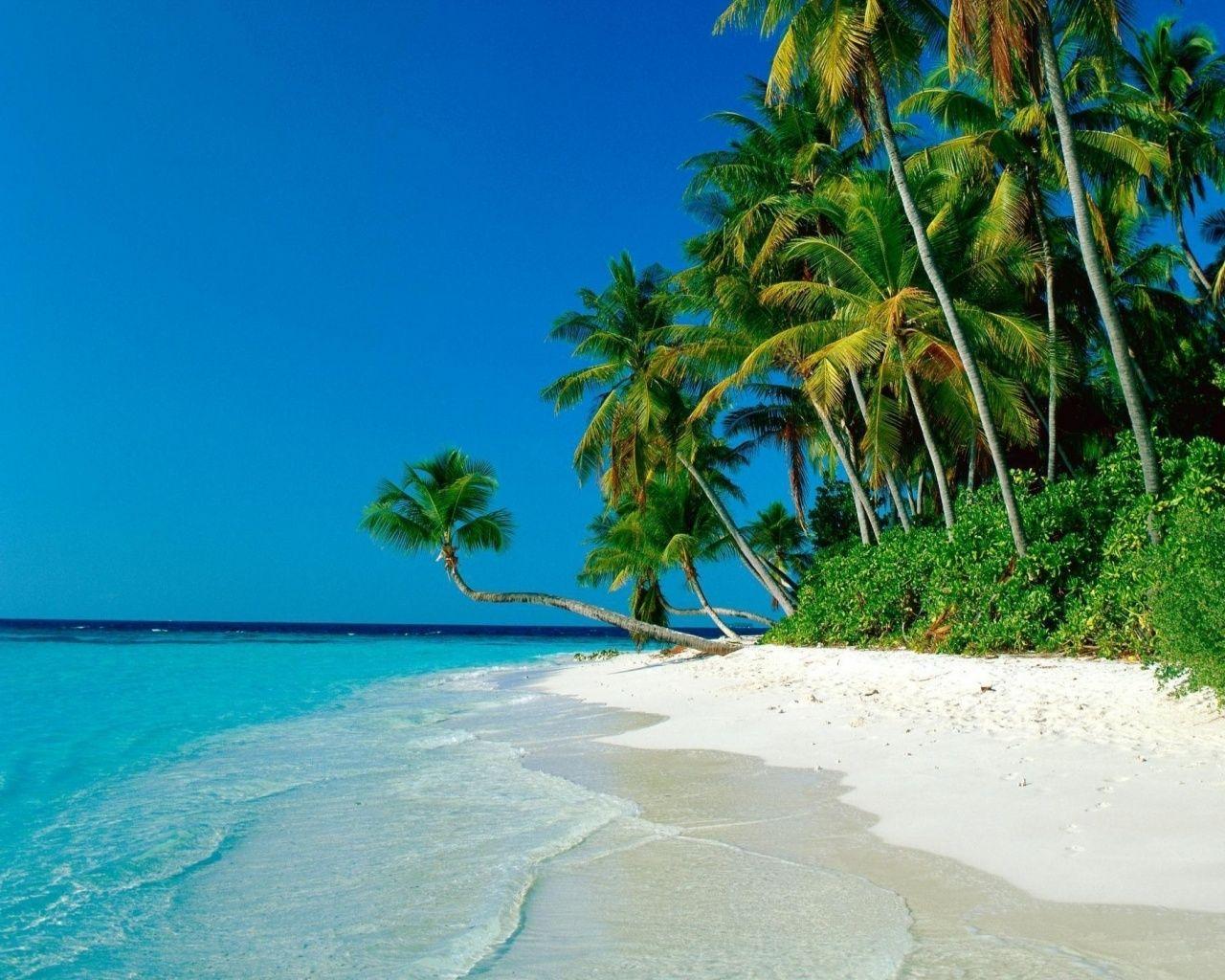 Ocean Palm Trees Shore Beach desktop PC and Mac wallpaper