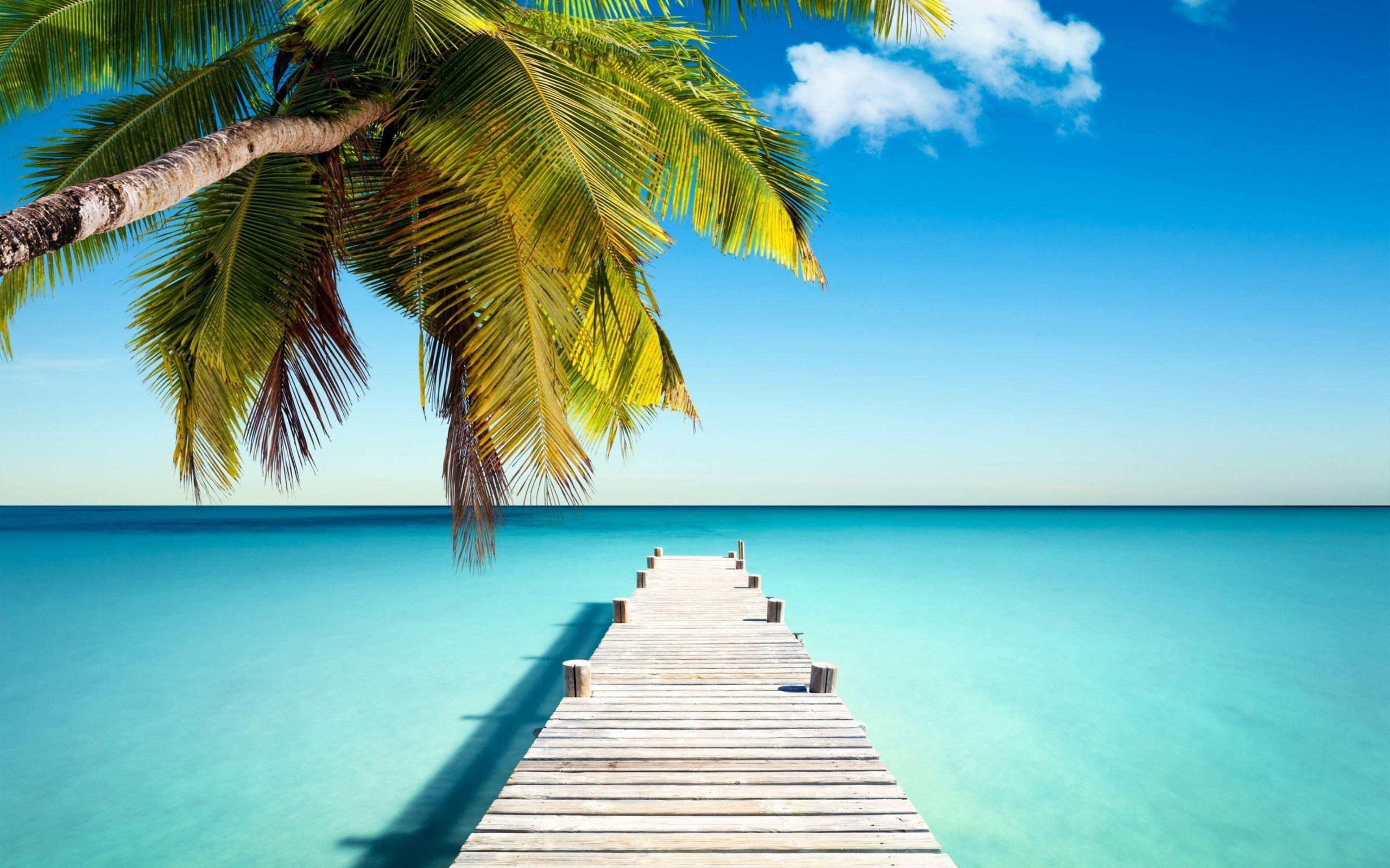Palm Tree, Boardwalk and the Ocean widescreen wallpaper. Wide
