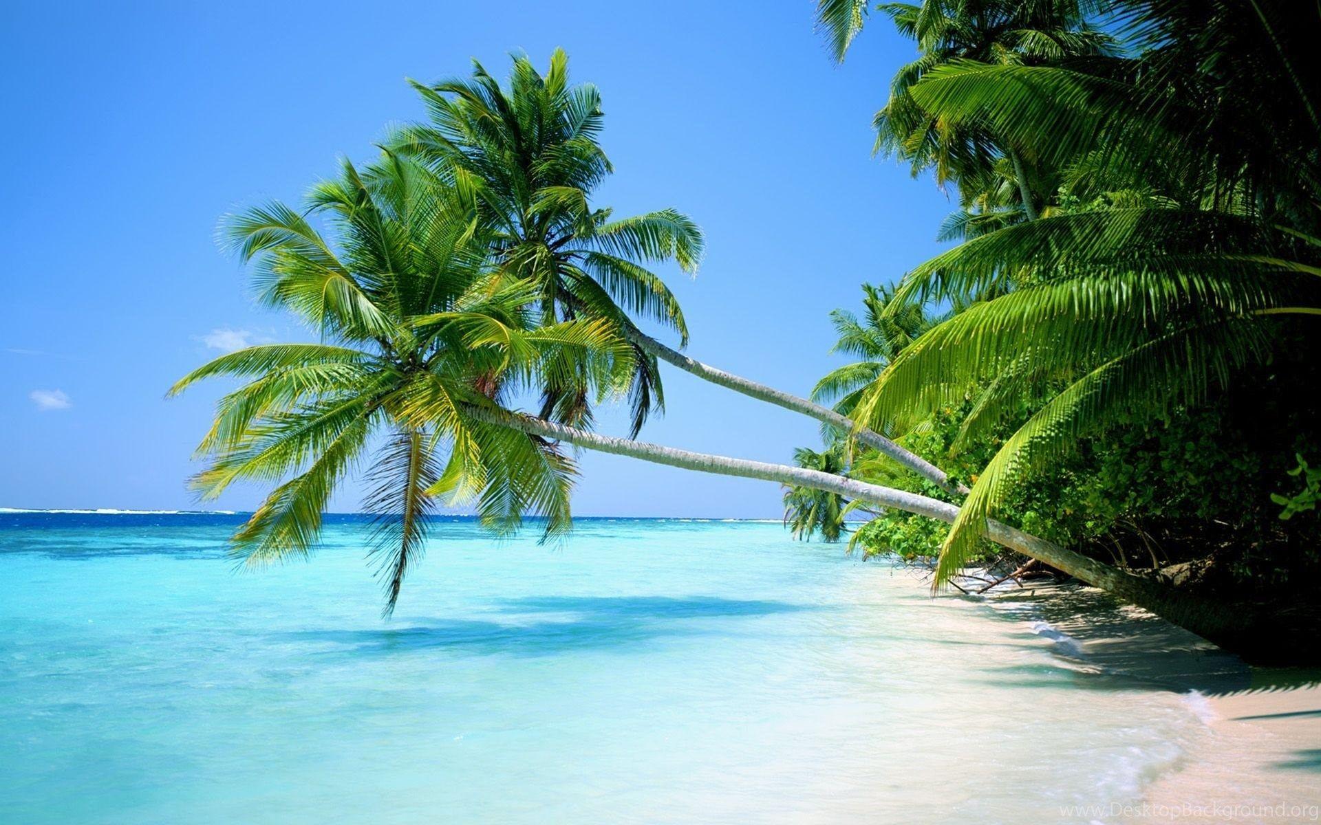 Beaches Islands Nature Ocean Palm Trees Wallpaper Desktop Background