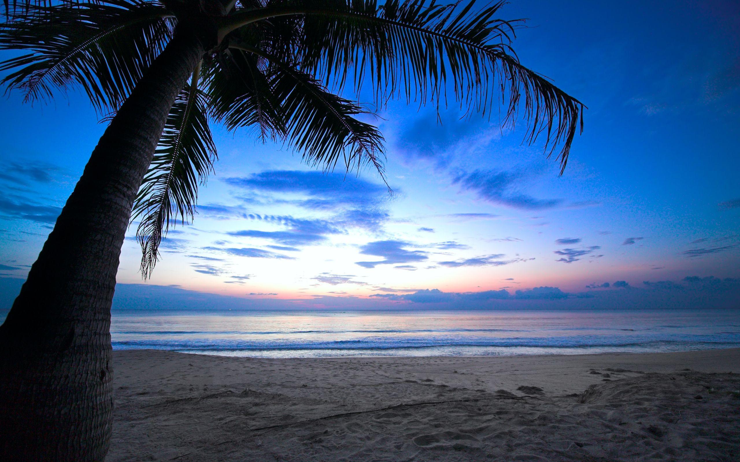 Cloudy sky weeping palm tree tropical sunset caribbean ocean