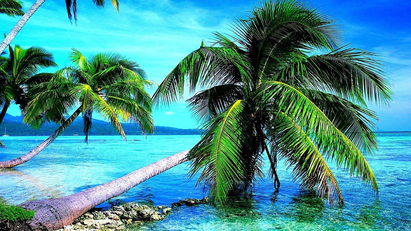 Palm trees, ocean. category wallpaper, WB.69