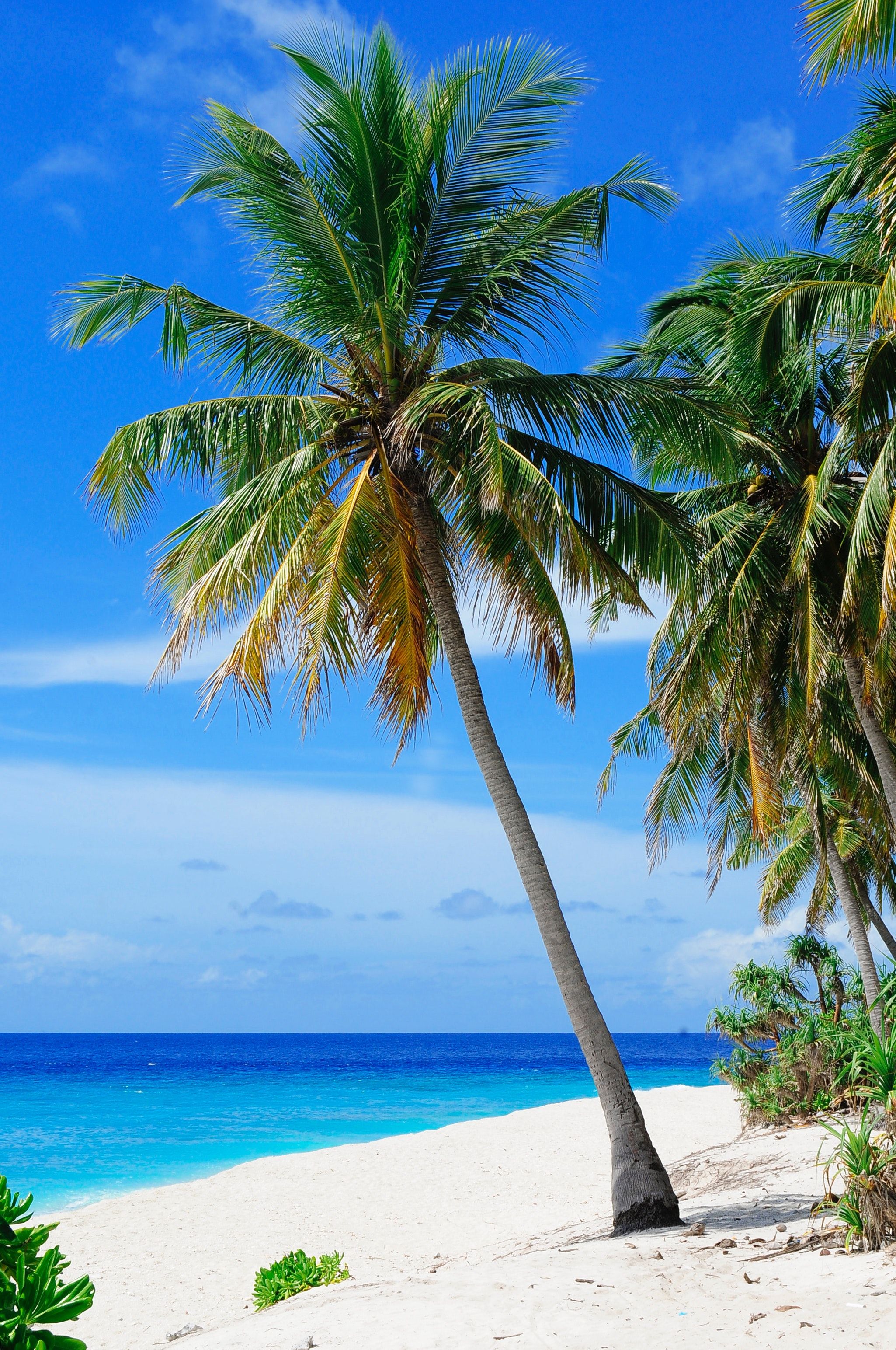 Amazing Coconut Trees Photo